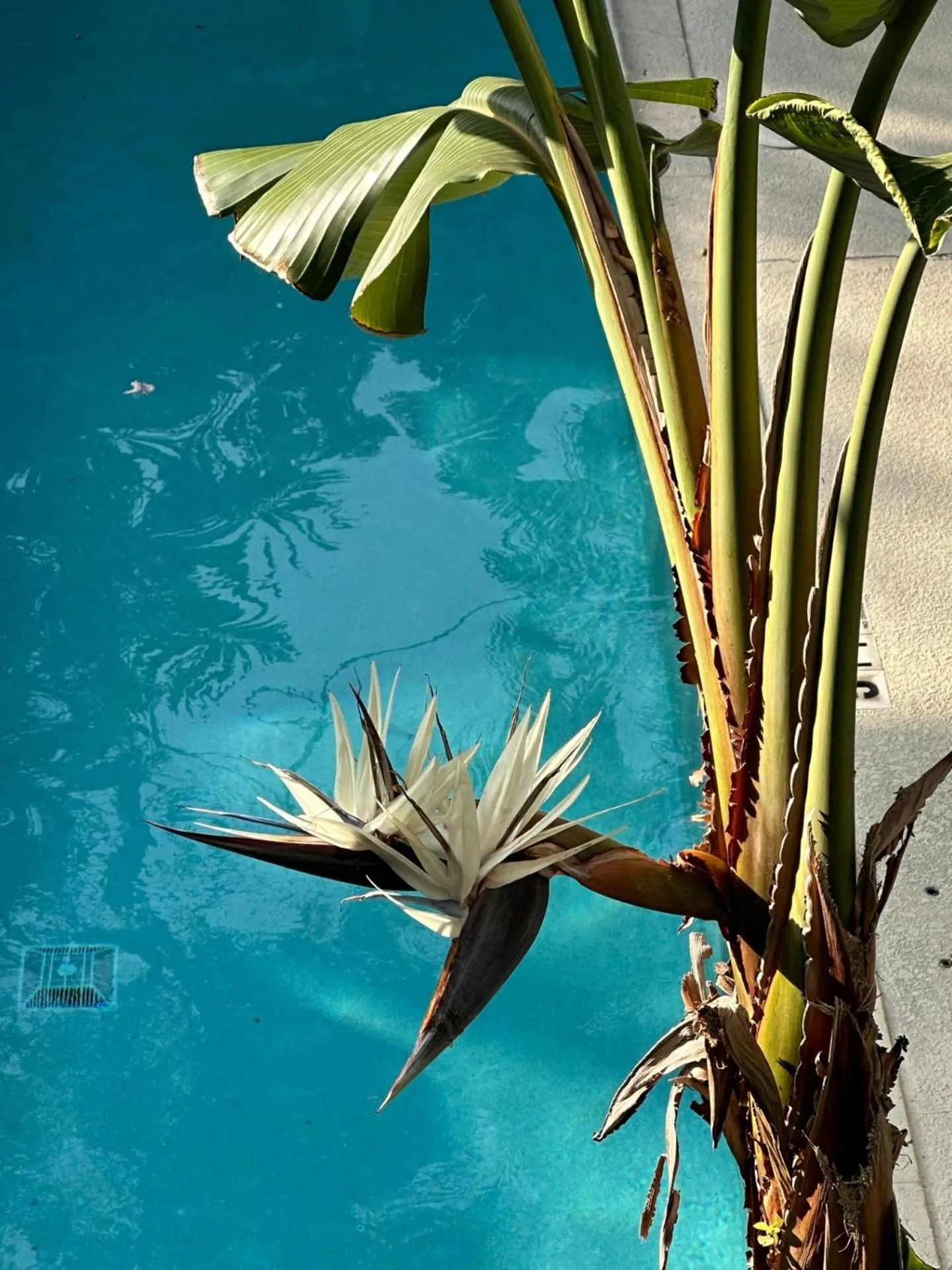 Pool view in Ambrosia Key West