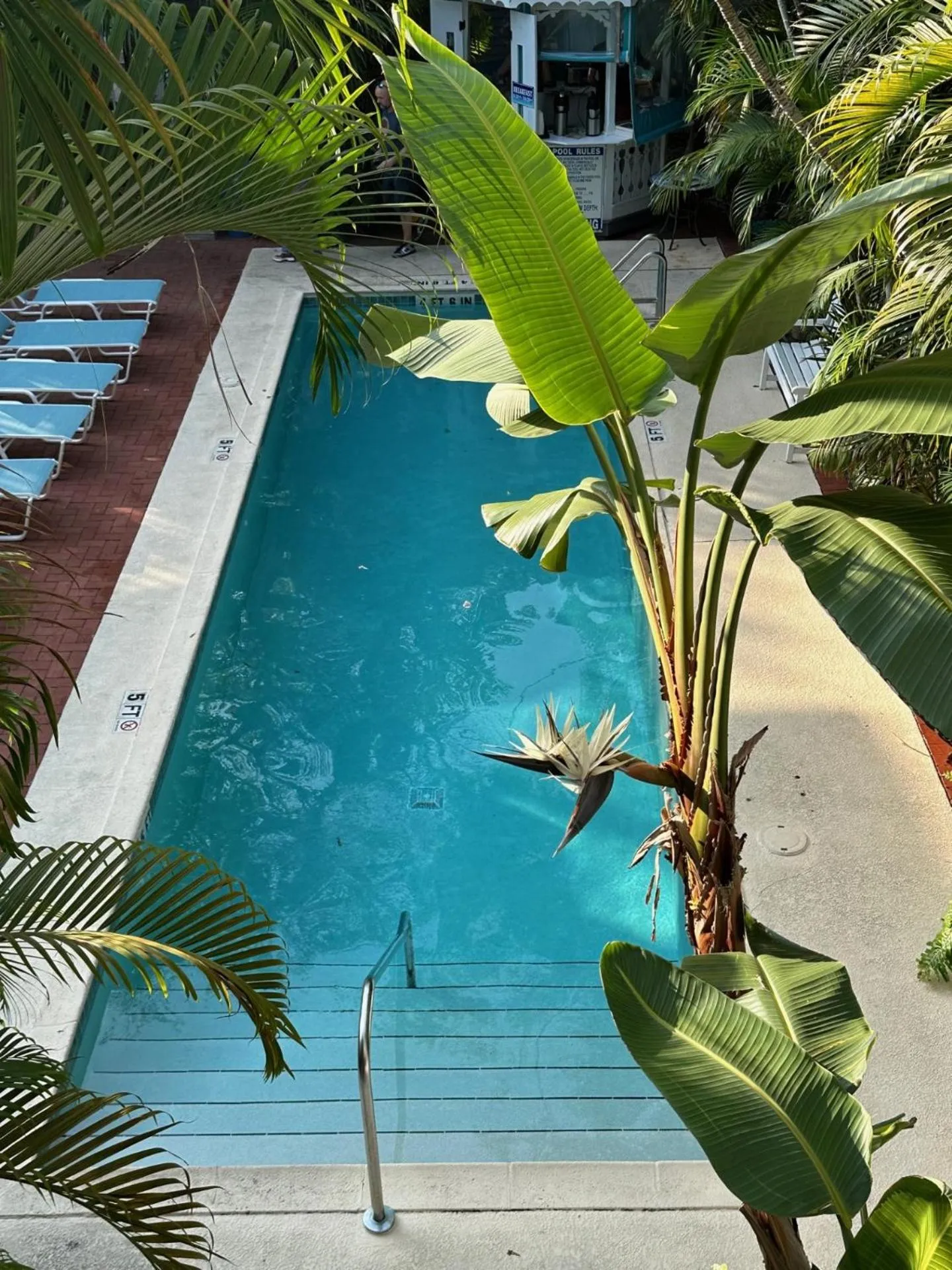 Pool view in Ambrosia Key West