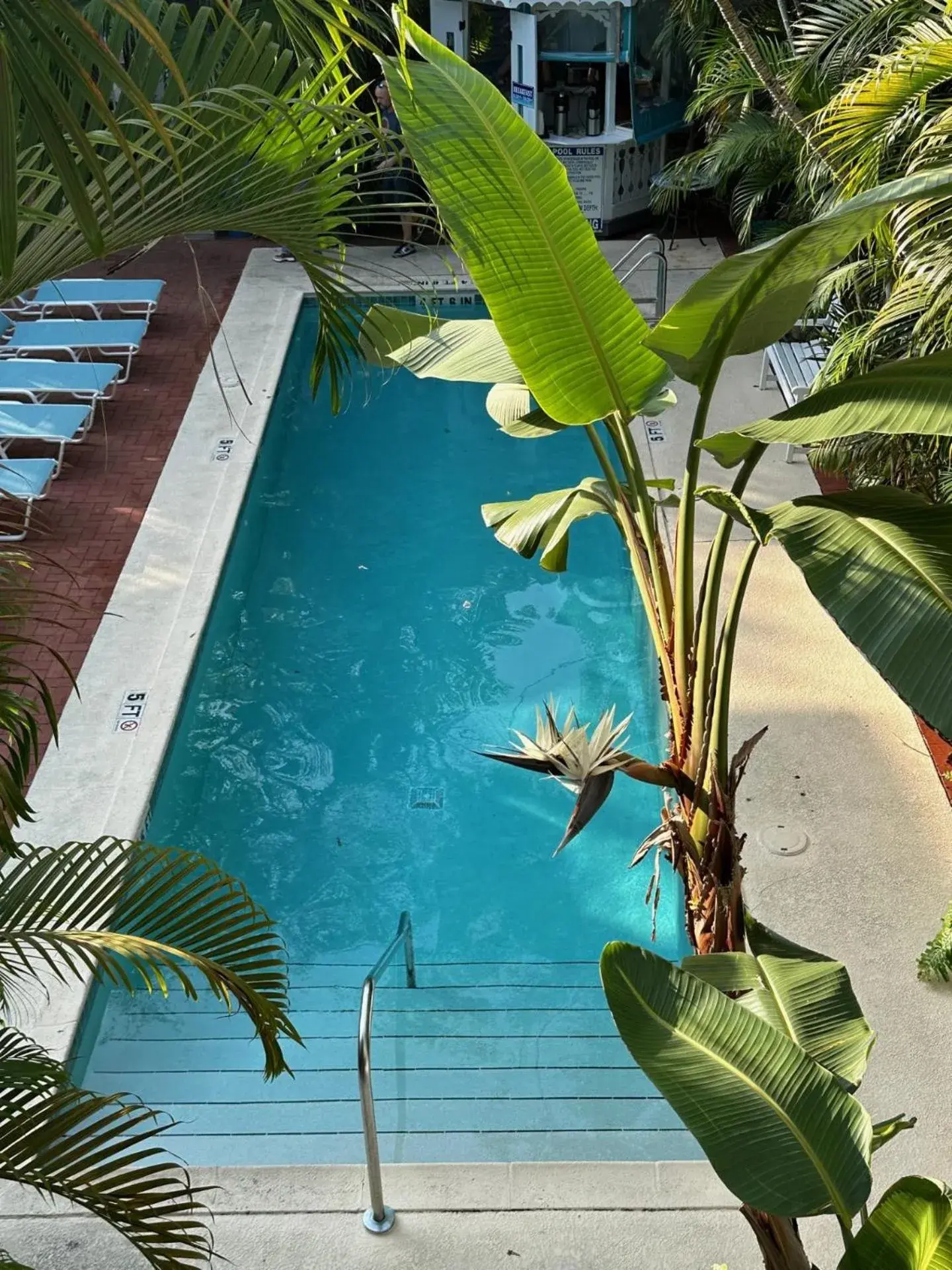 Pool view in Ambrosia Key West Pool view in Ambrosia Key West