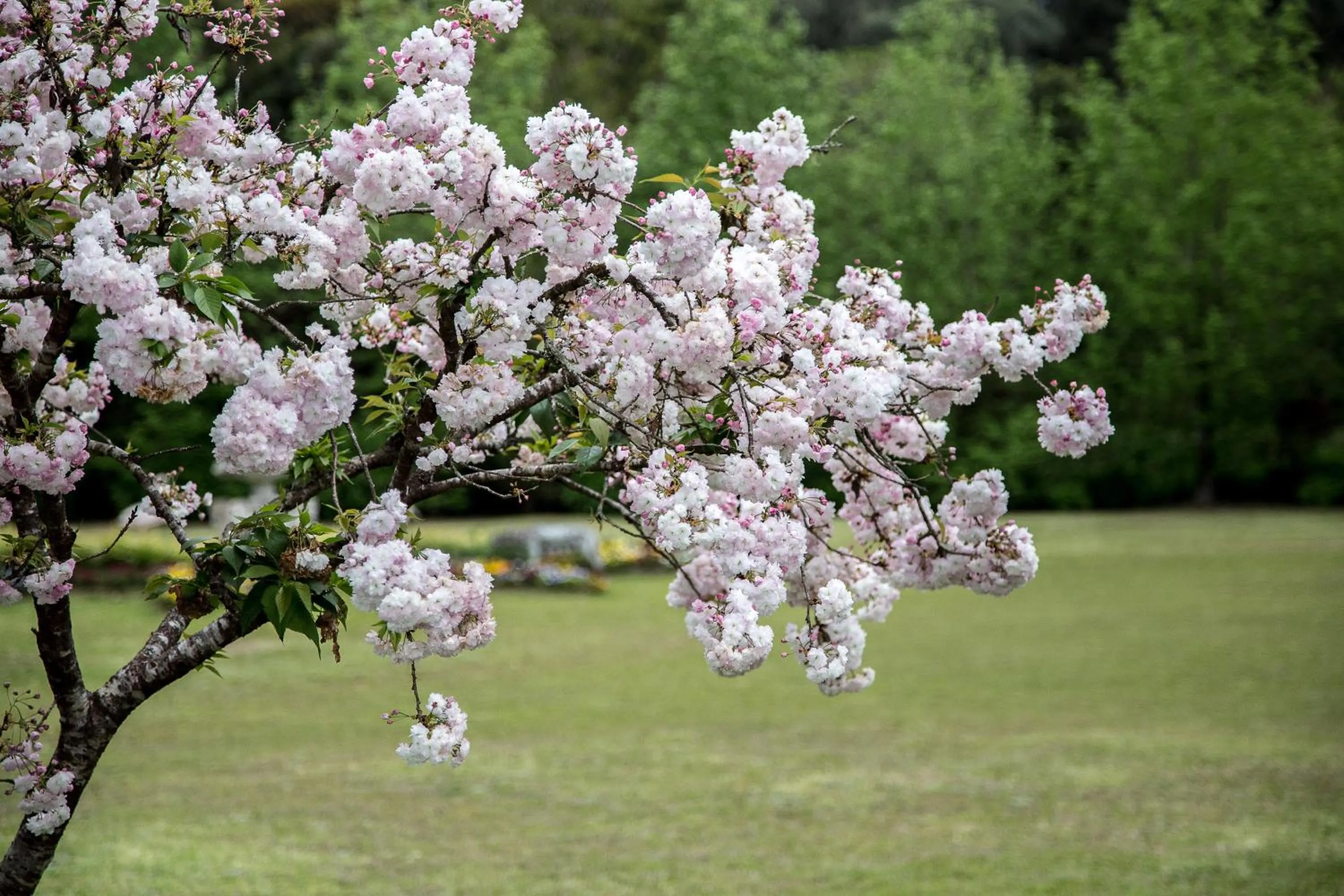 Garden in Hotel Gramado Palace