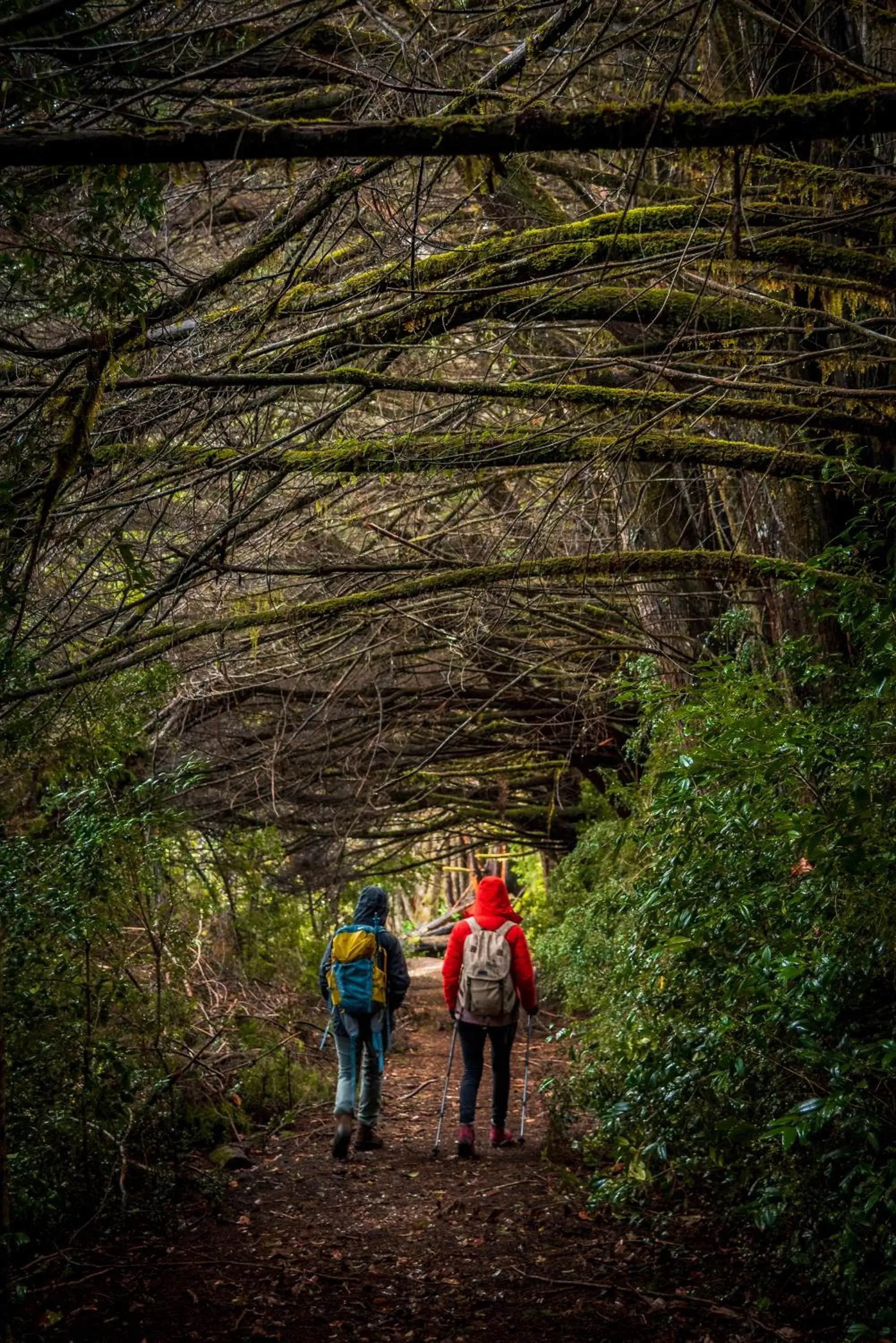 Hotel Termas Puyehue Wellness & Spa Resort Hotel Termas Puyehue Wellness & Spa Resort