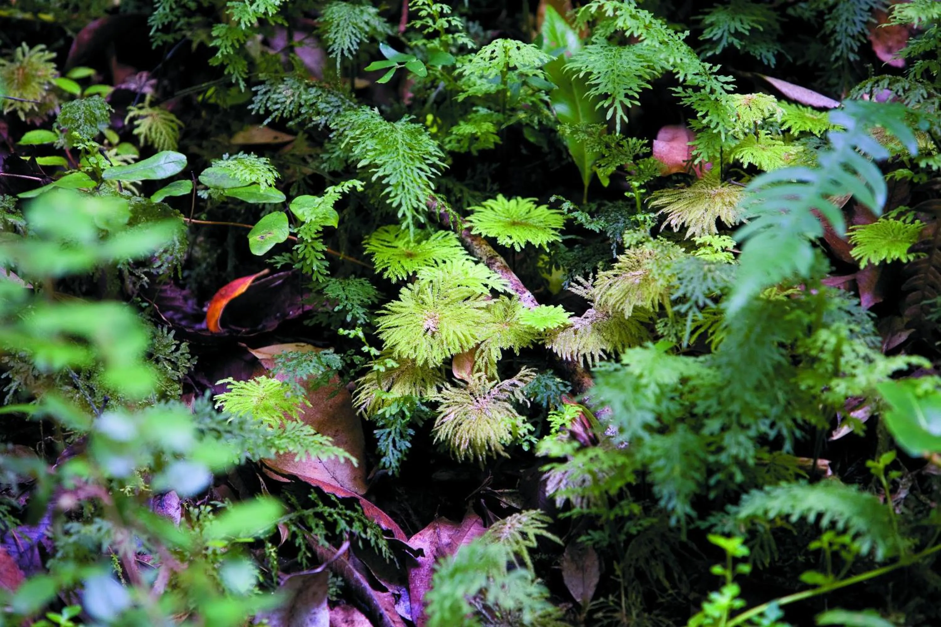 Hotel Termas Puyehue Wellness & Spa Resort