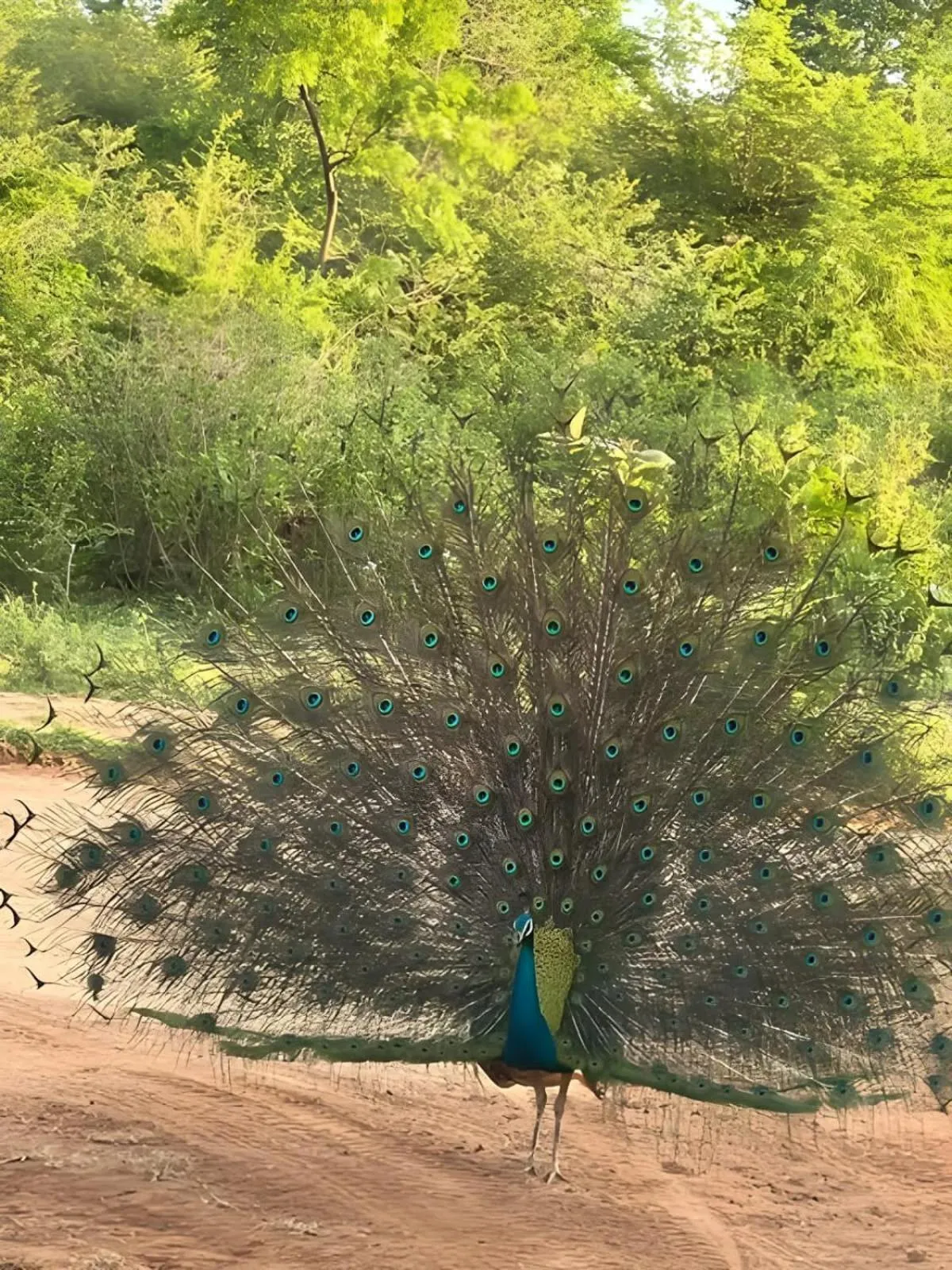 Natural landscape in Avian Garden Udawalawe