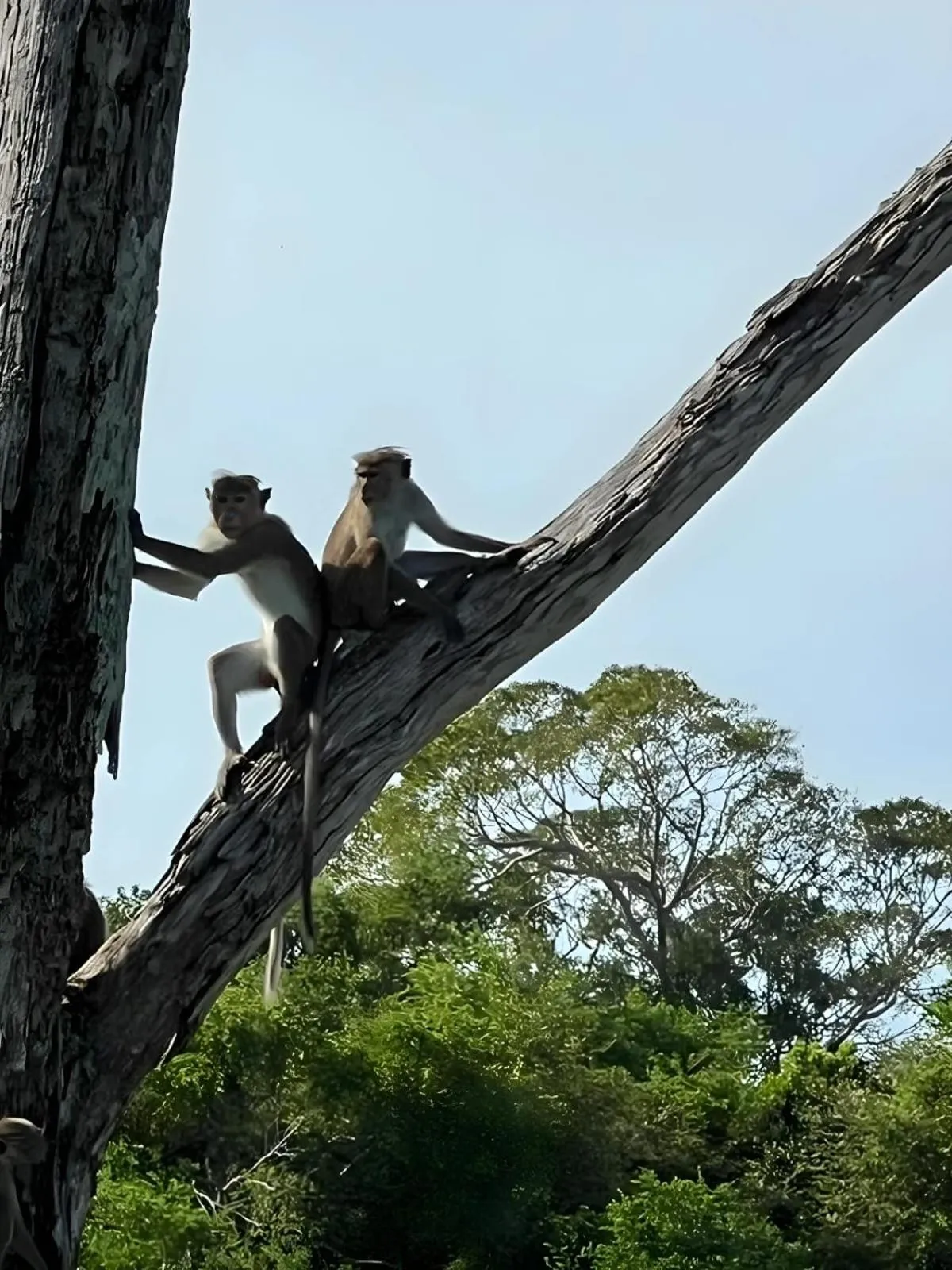 Natural landscape in Avian Garden Udawalawe