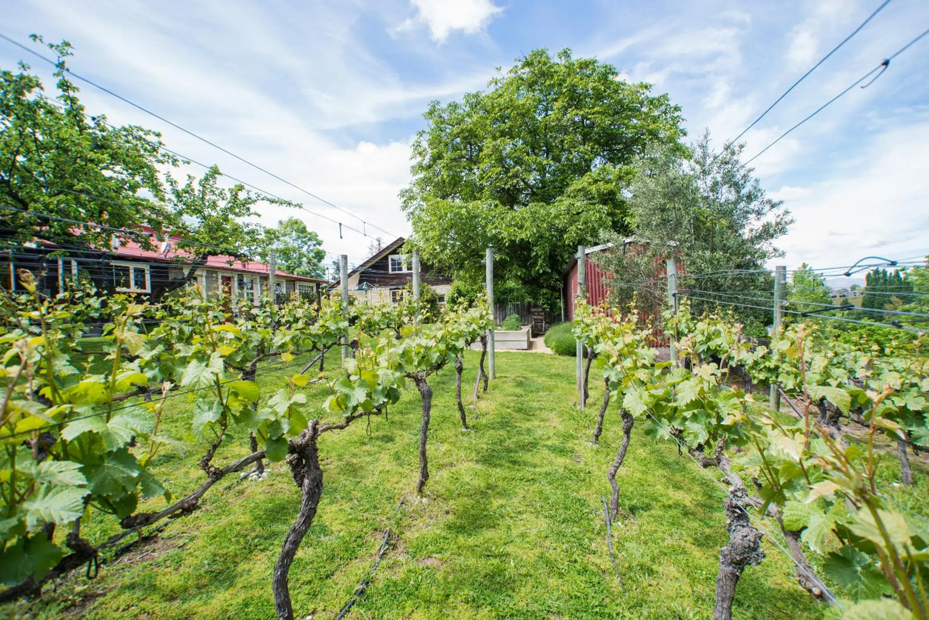 Garden in Hartley Homestead Boutique Bed & Breakfast Garden in Hartley Homestead Boutique Bed & Breakfast