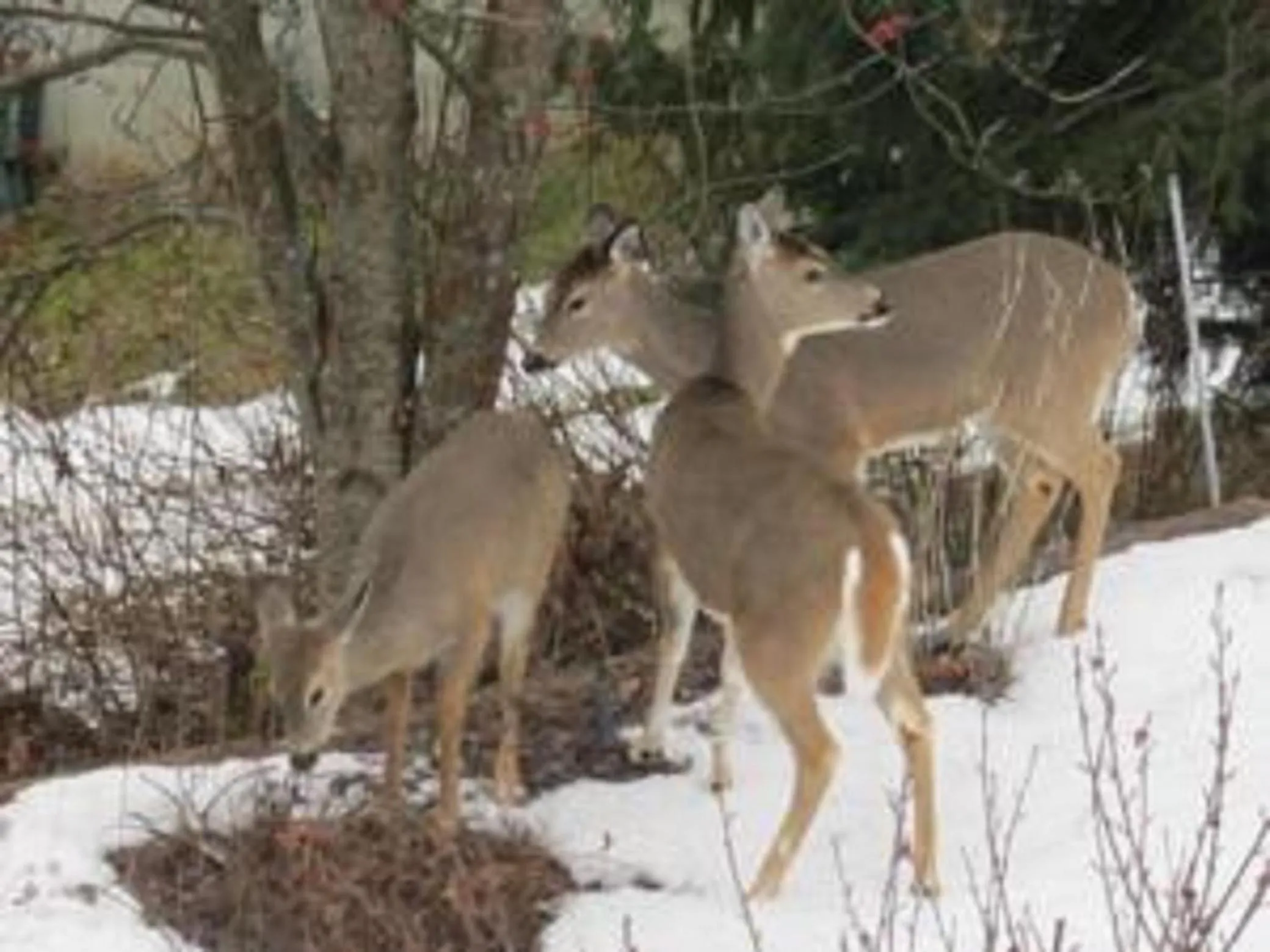 Animals in Creekside B&B