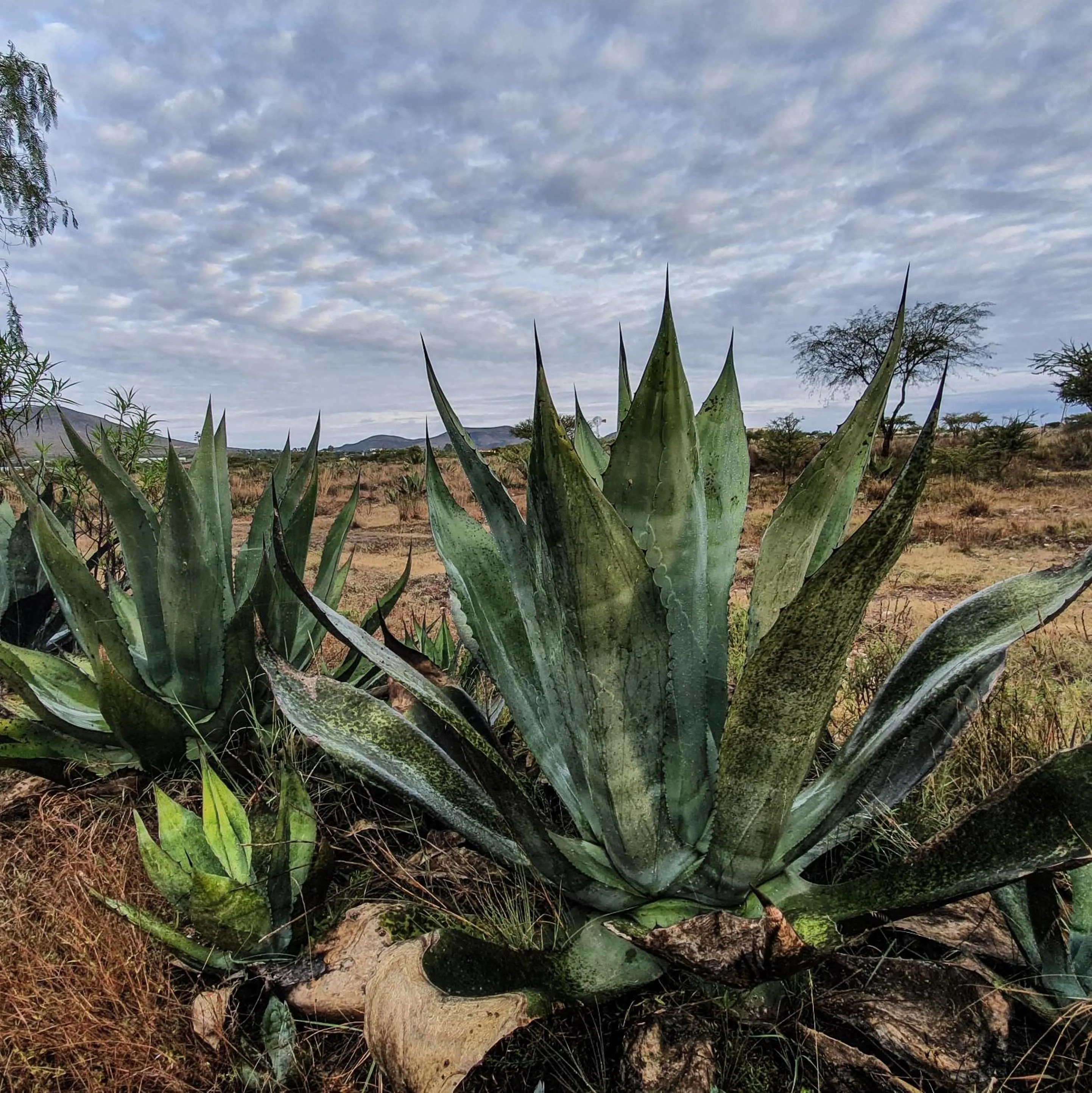 Natural landscape in Mineral del Cielo
