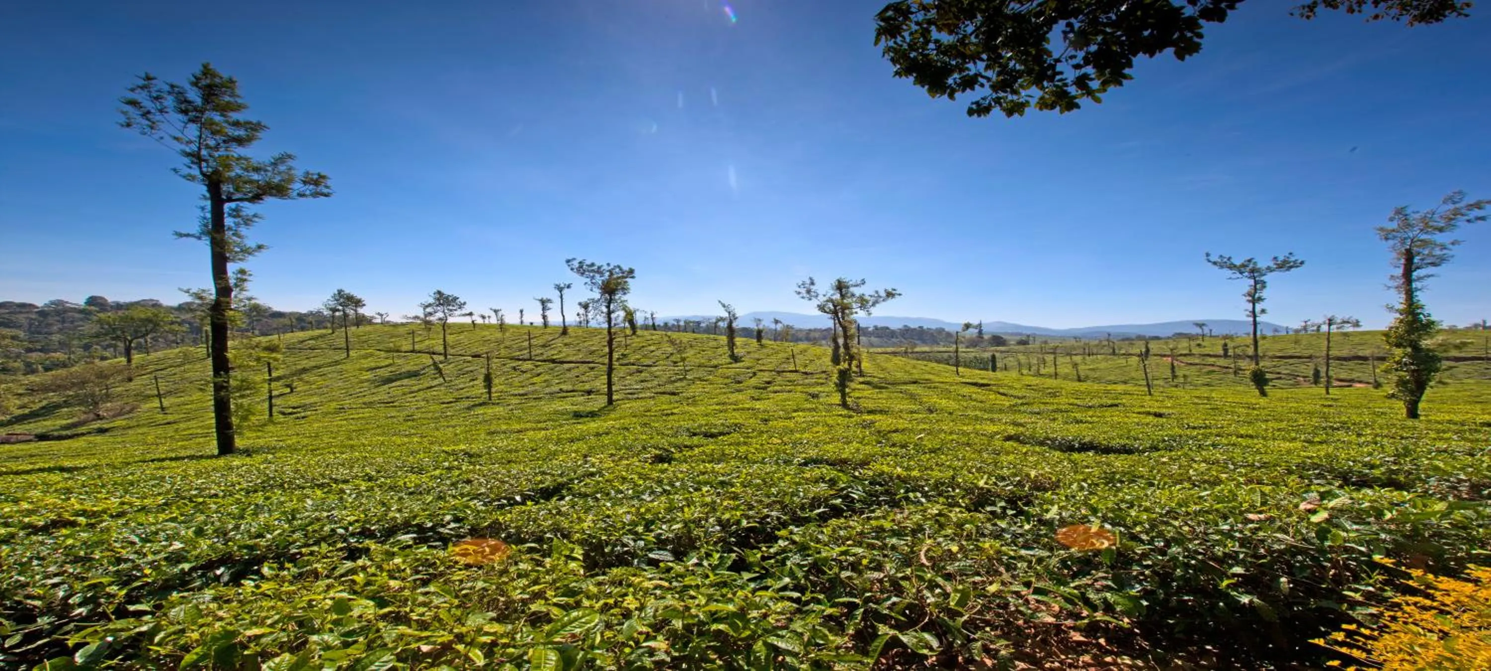 Natural landscape in Ama Plantation Trails Coorg
