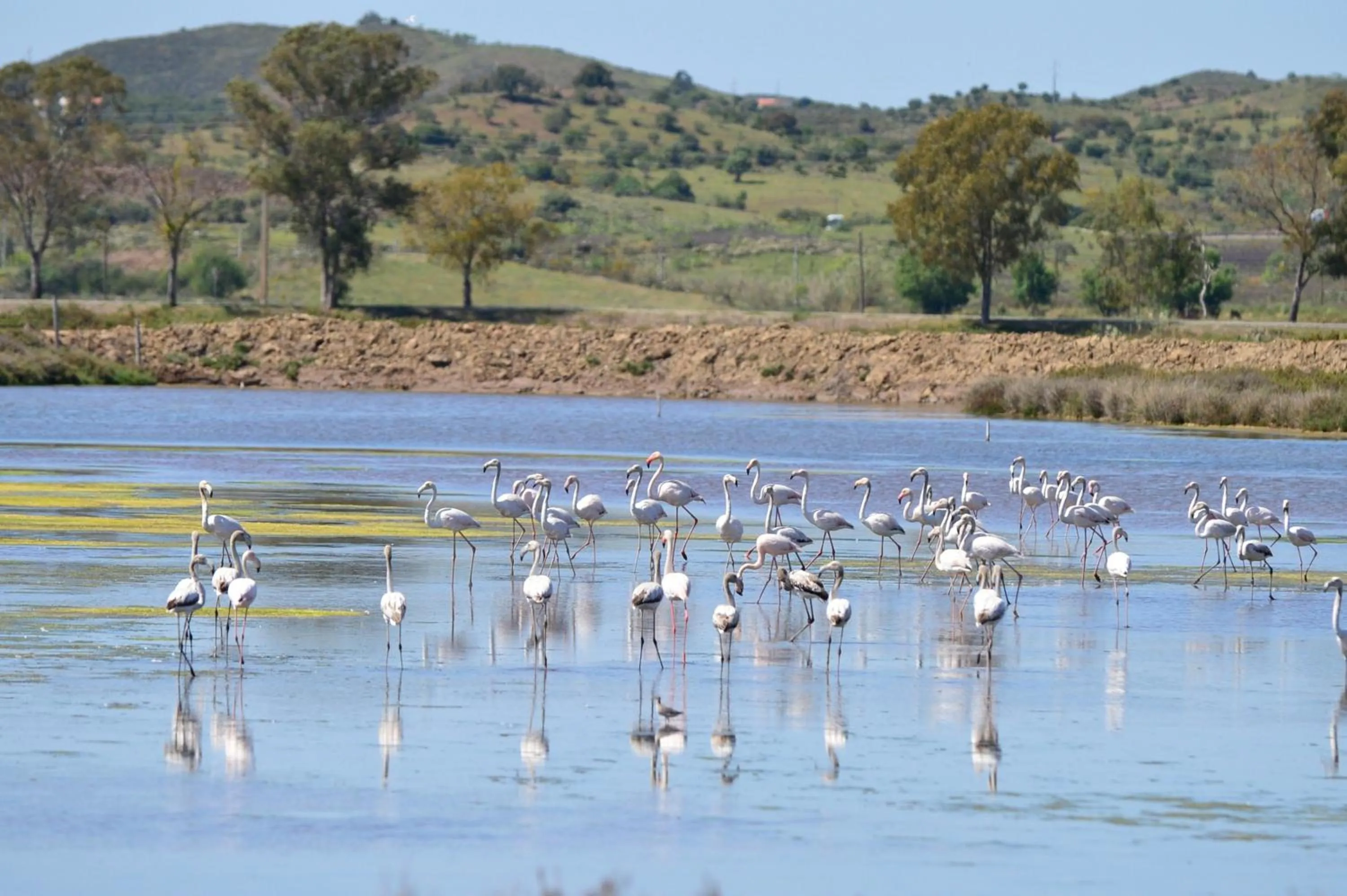 Natural landscape in Octant Praia Verde