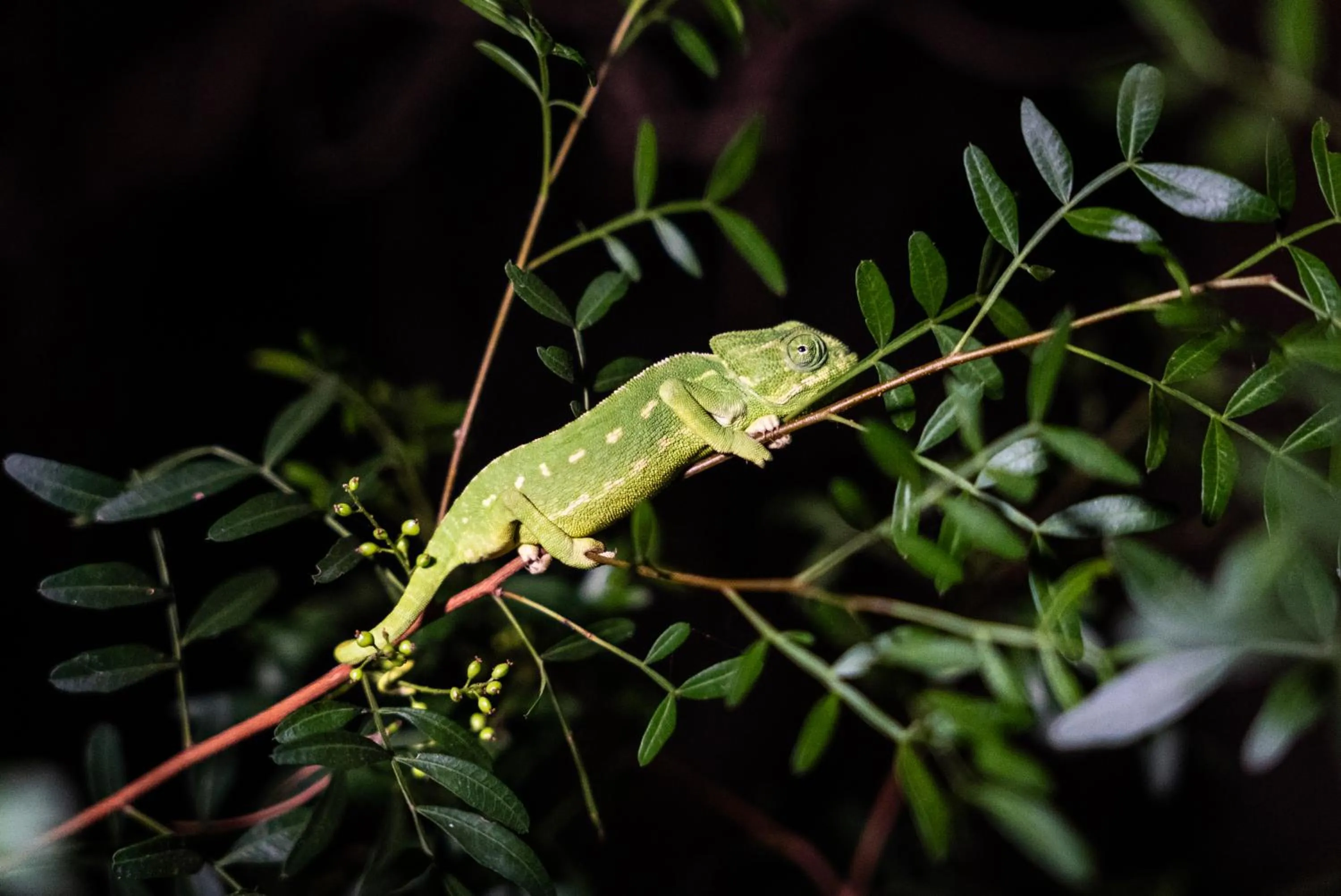 Activities in Octant Praia Verde