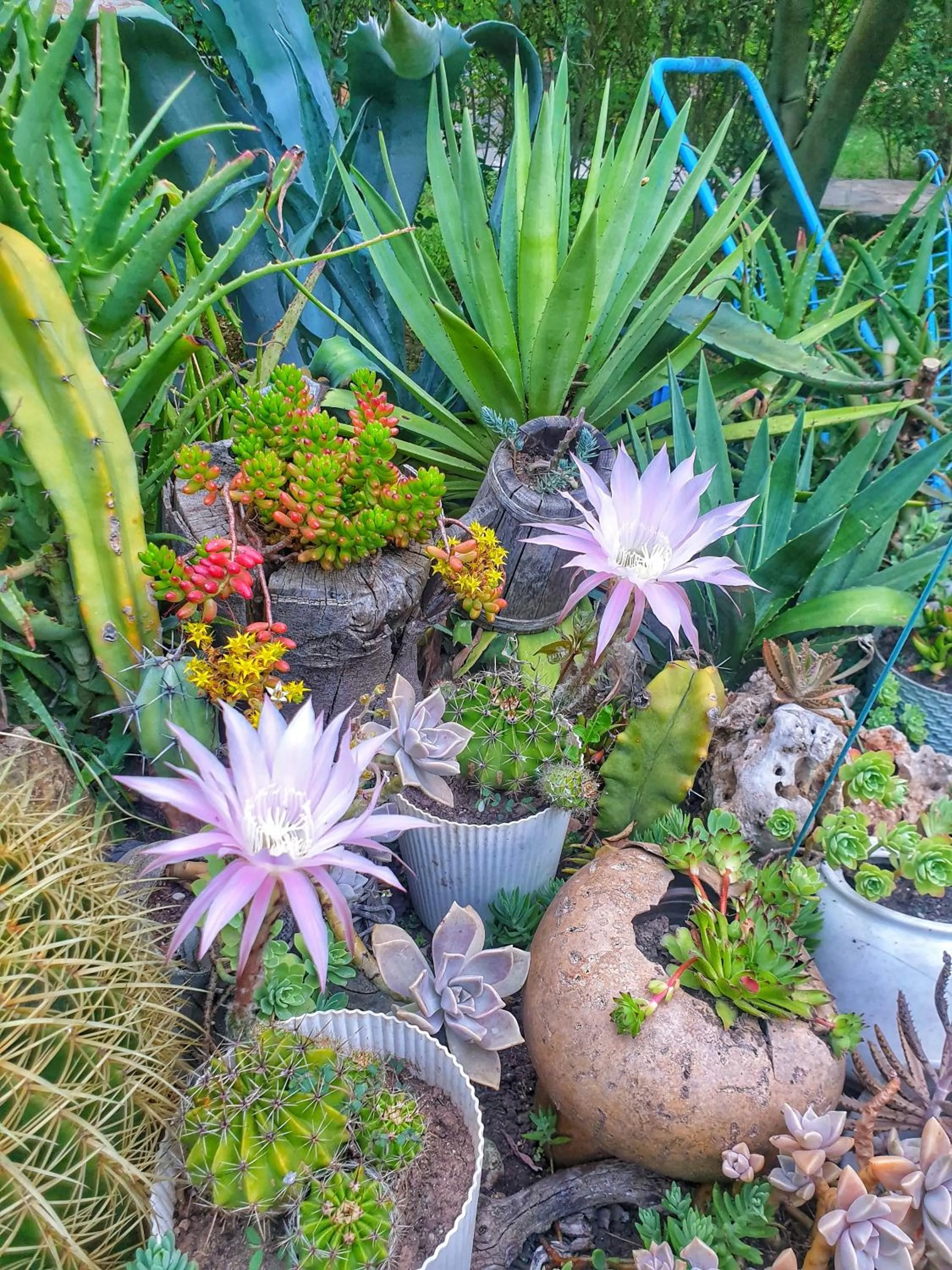 Garden in Portalimo Lodge Hotel - Adult Only +12