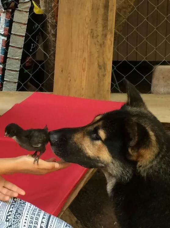 Pets in Portalimo Lodge Hotel - Adult Only +12