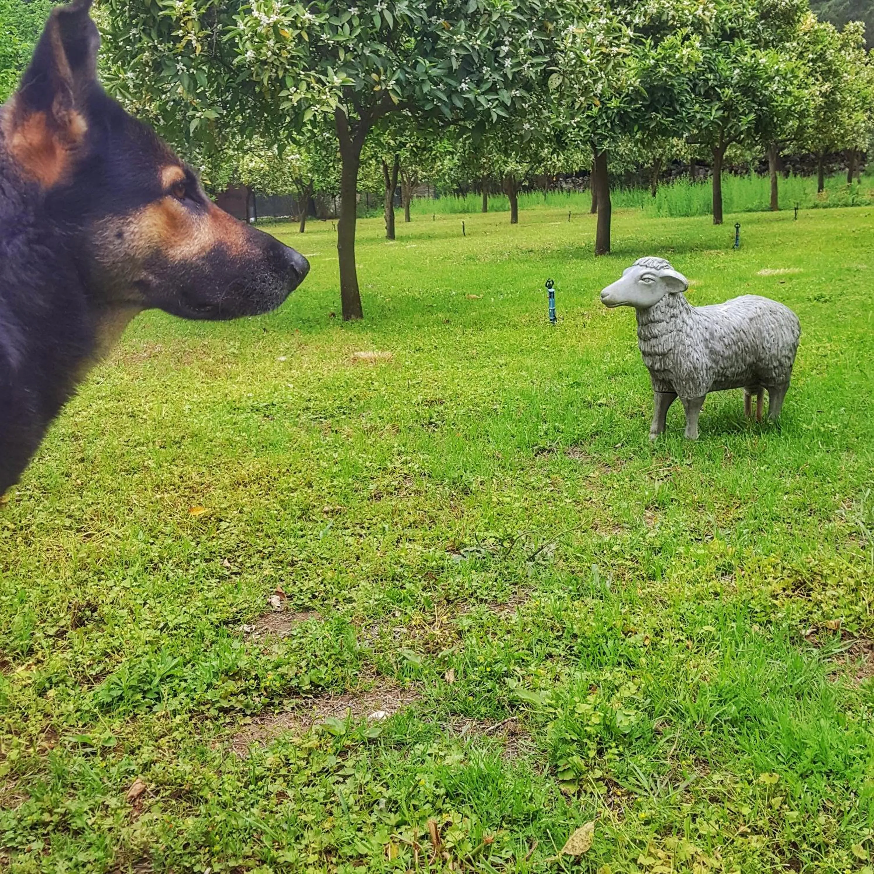 Pets in Portalimo Lodge Hotel - Adult Only +12