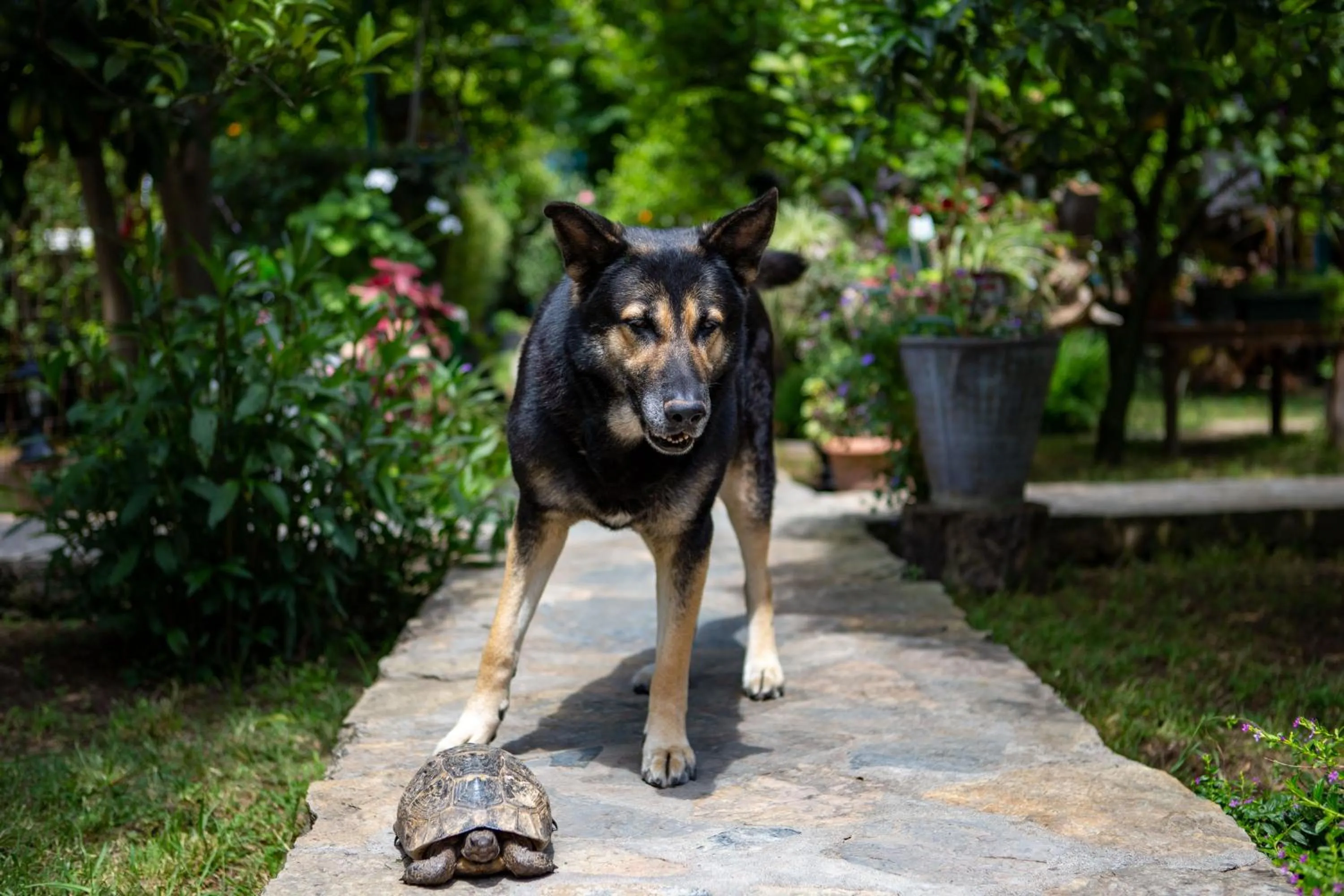 Pets in Portalimo Lodge Hotel - Adult Only +12