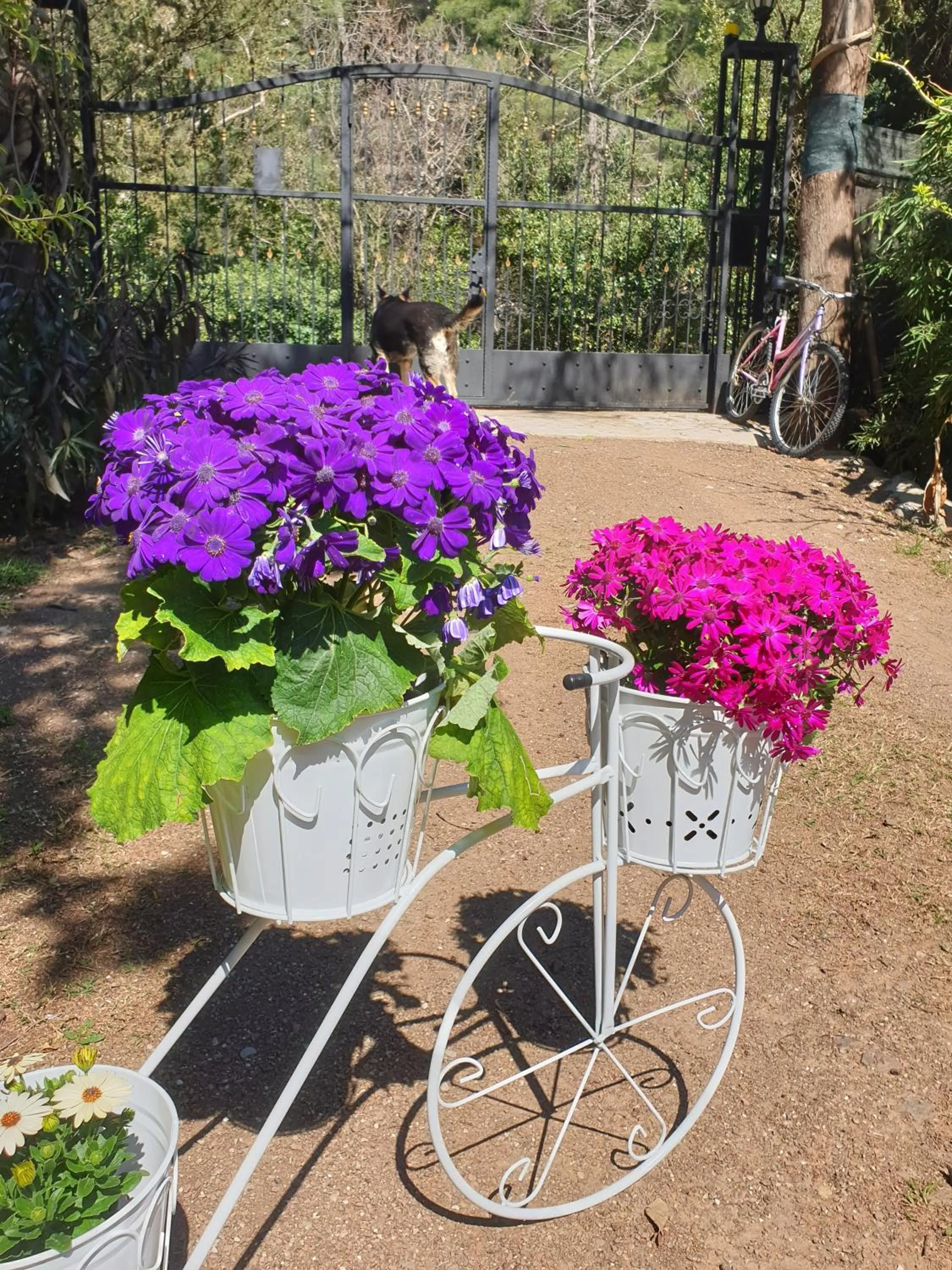 Garden in Portalimo Lodge Hotel - Adult Only +12