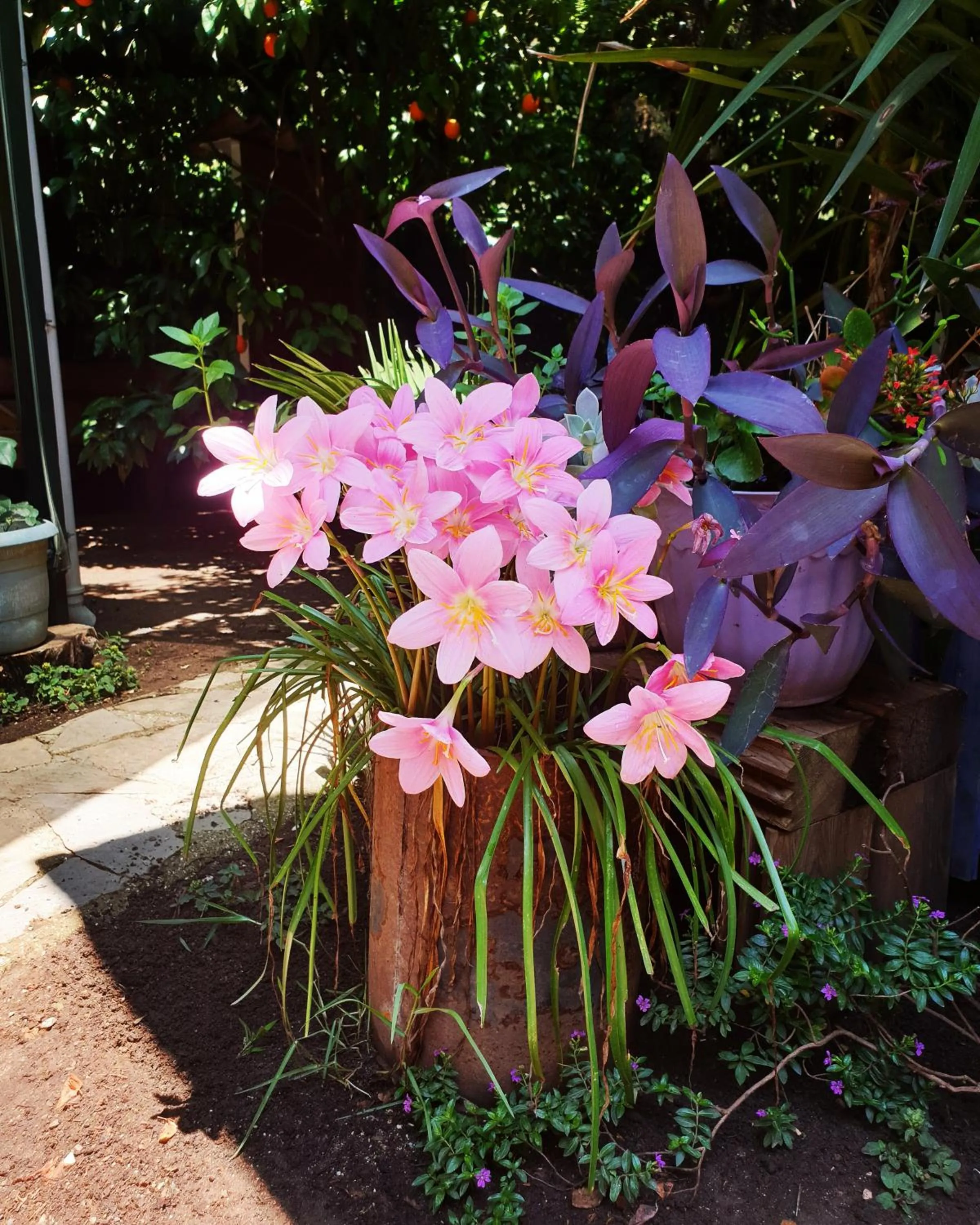 Garden in Portalimo Lodge Hotel - Adult Only +12