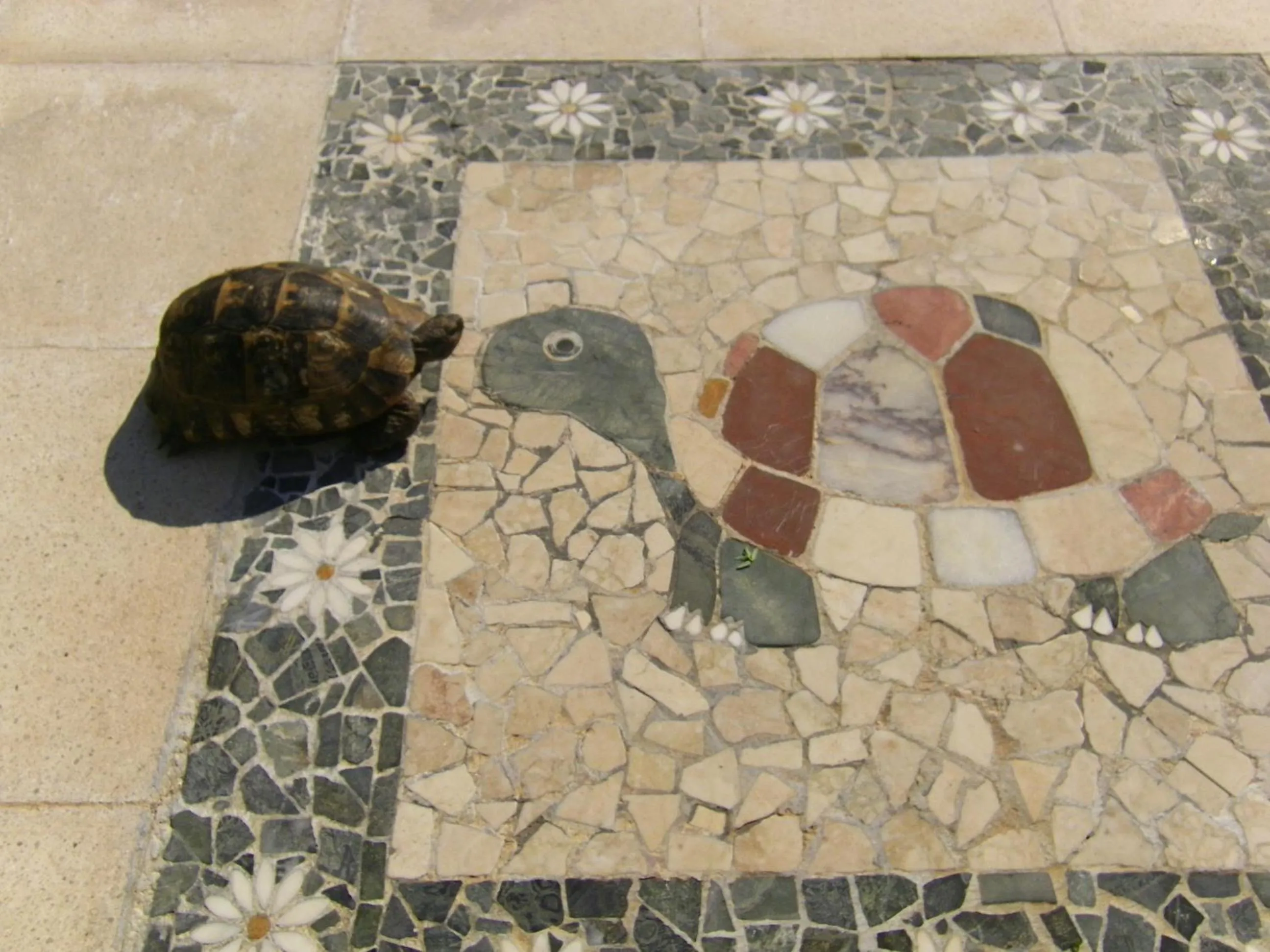 Animals in Portalimo Lodge Hotel - Adult Only +12