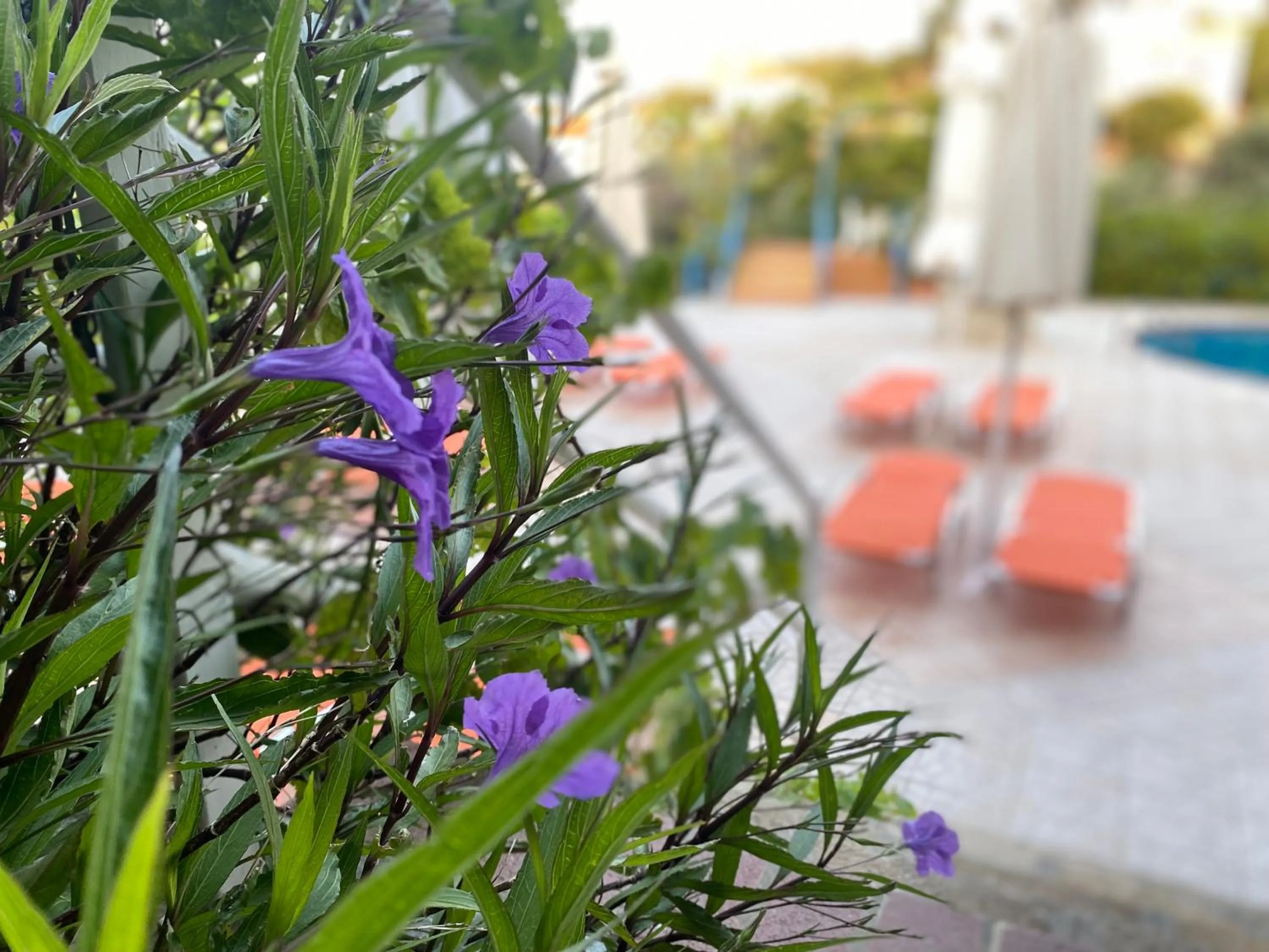 Garden in Pantheon Apartments & Studios