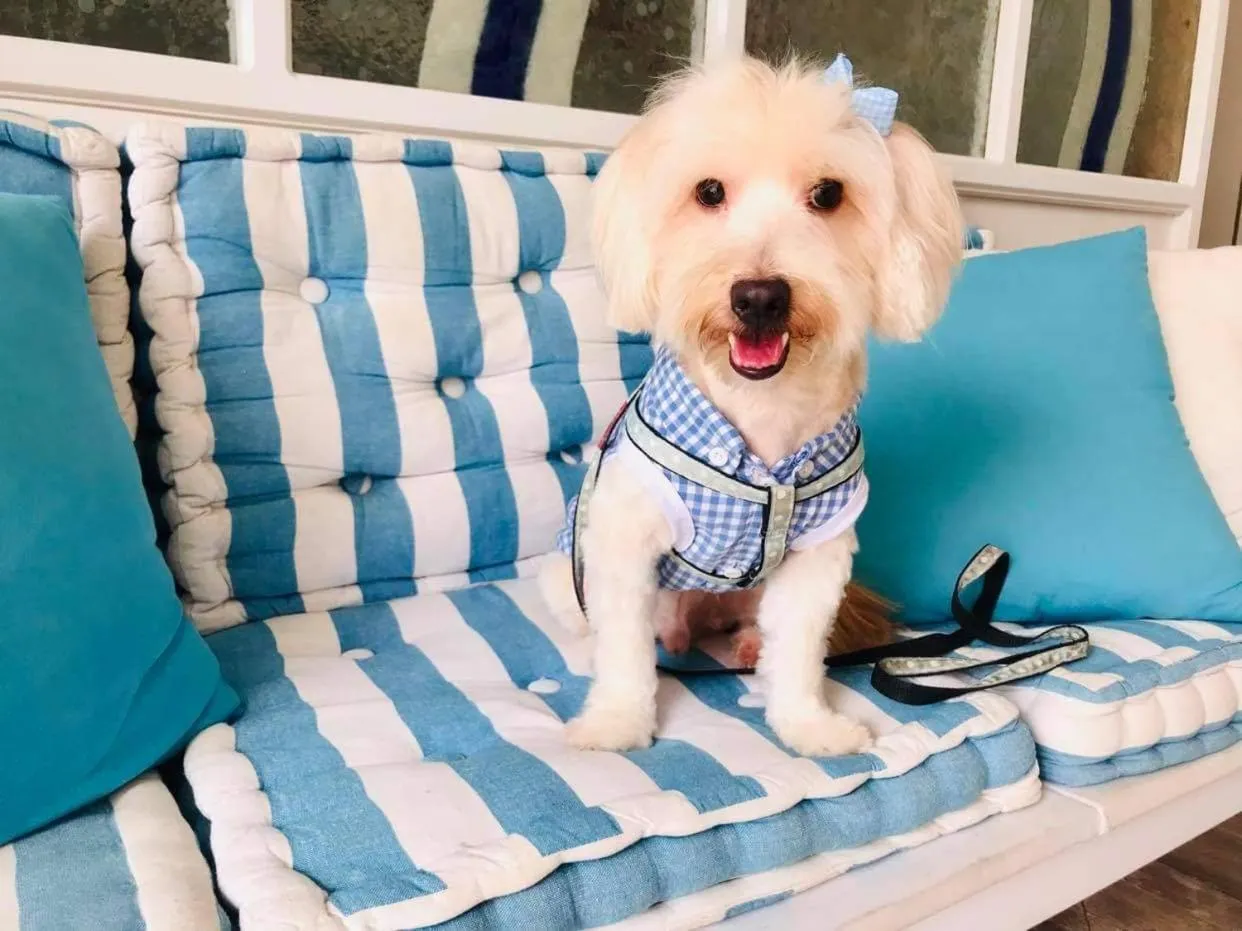 Pets in Seagull Hotel and Apartments