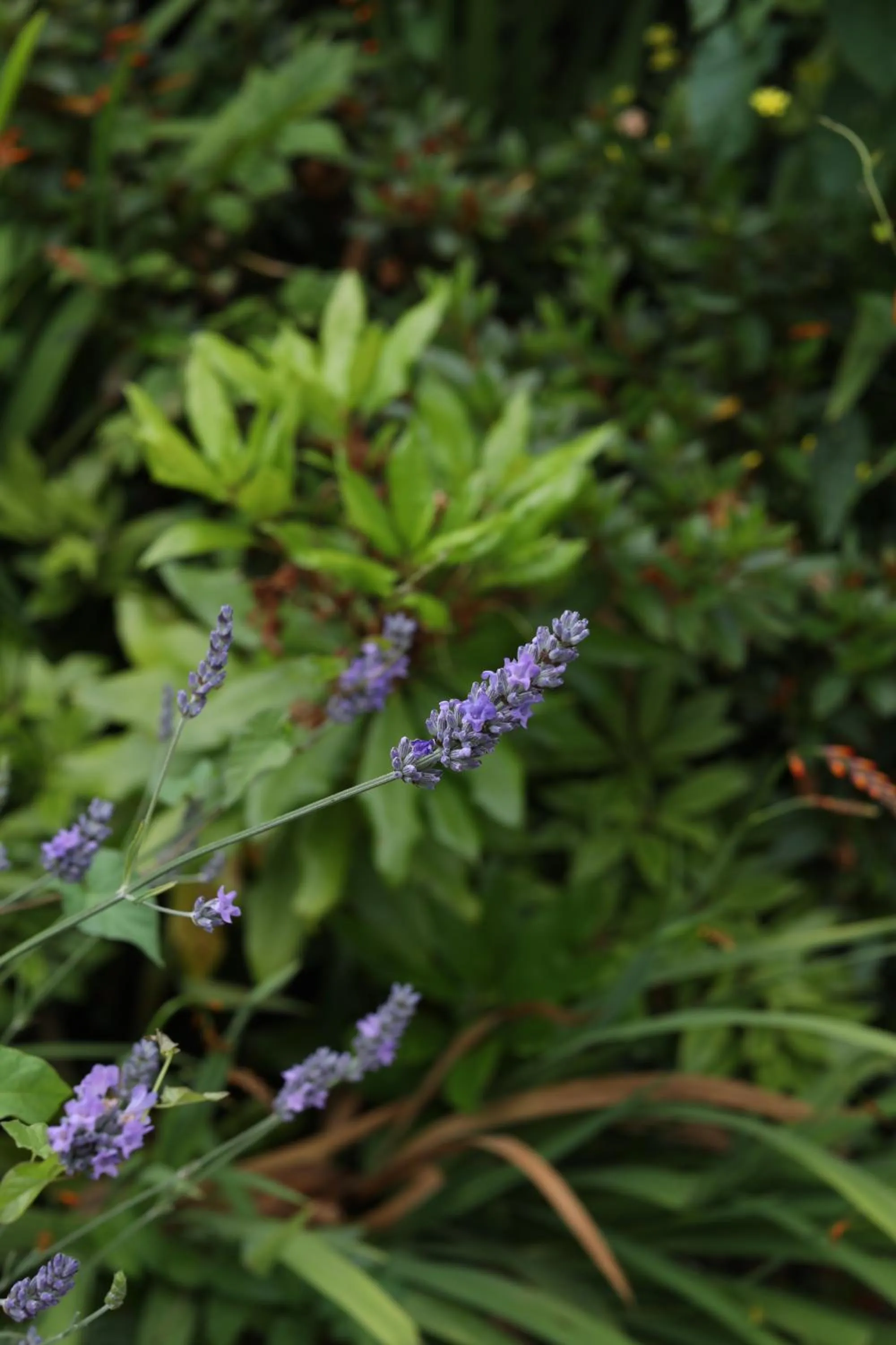 Garden in Killeen House Hotel