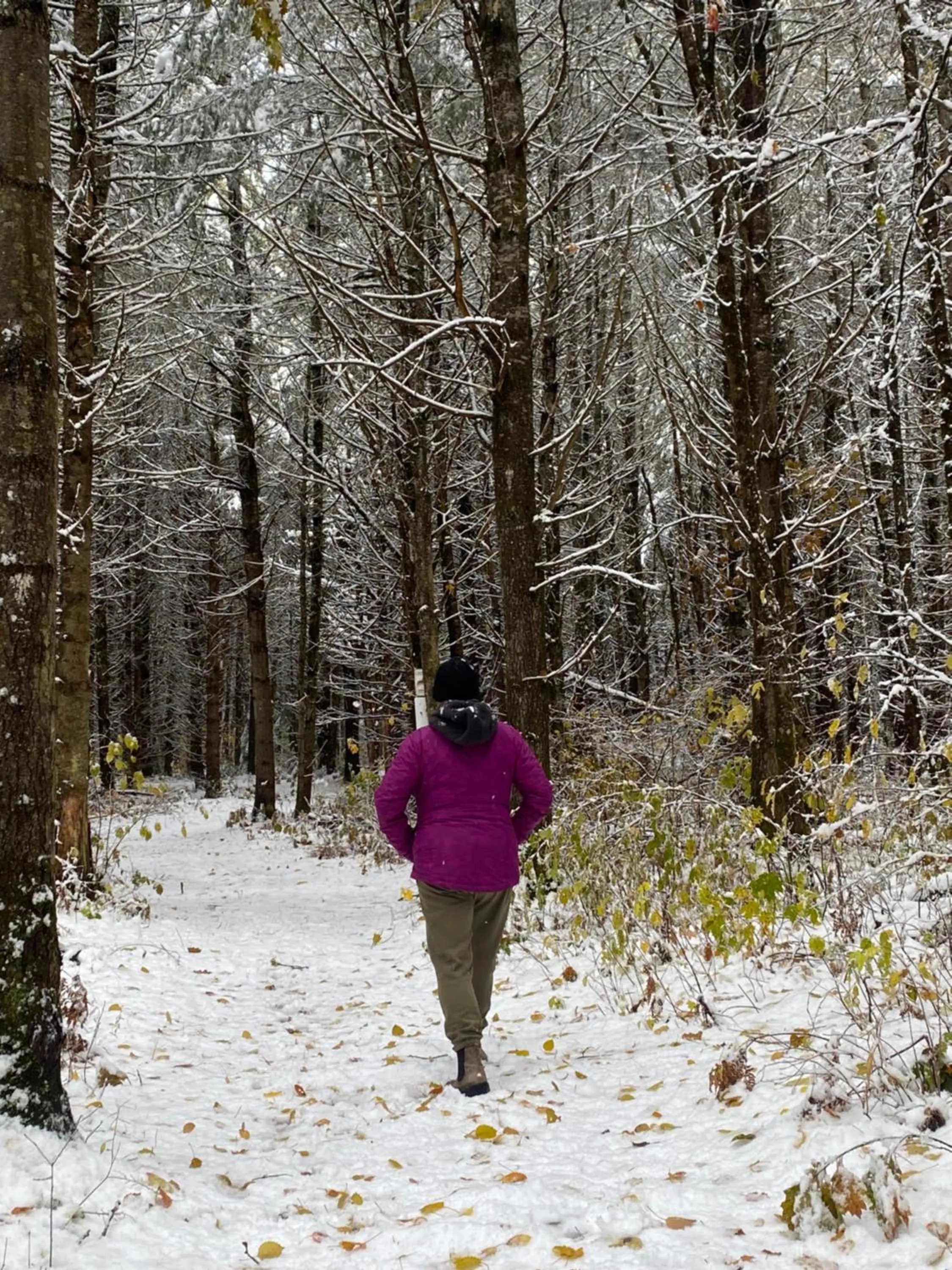 Natural landscape in Blue Spruce Bed and Breakfast Muskoka