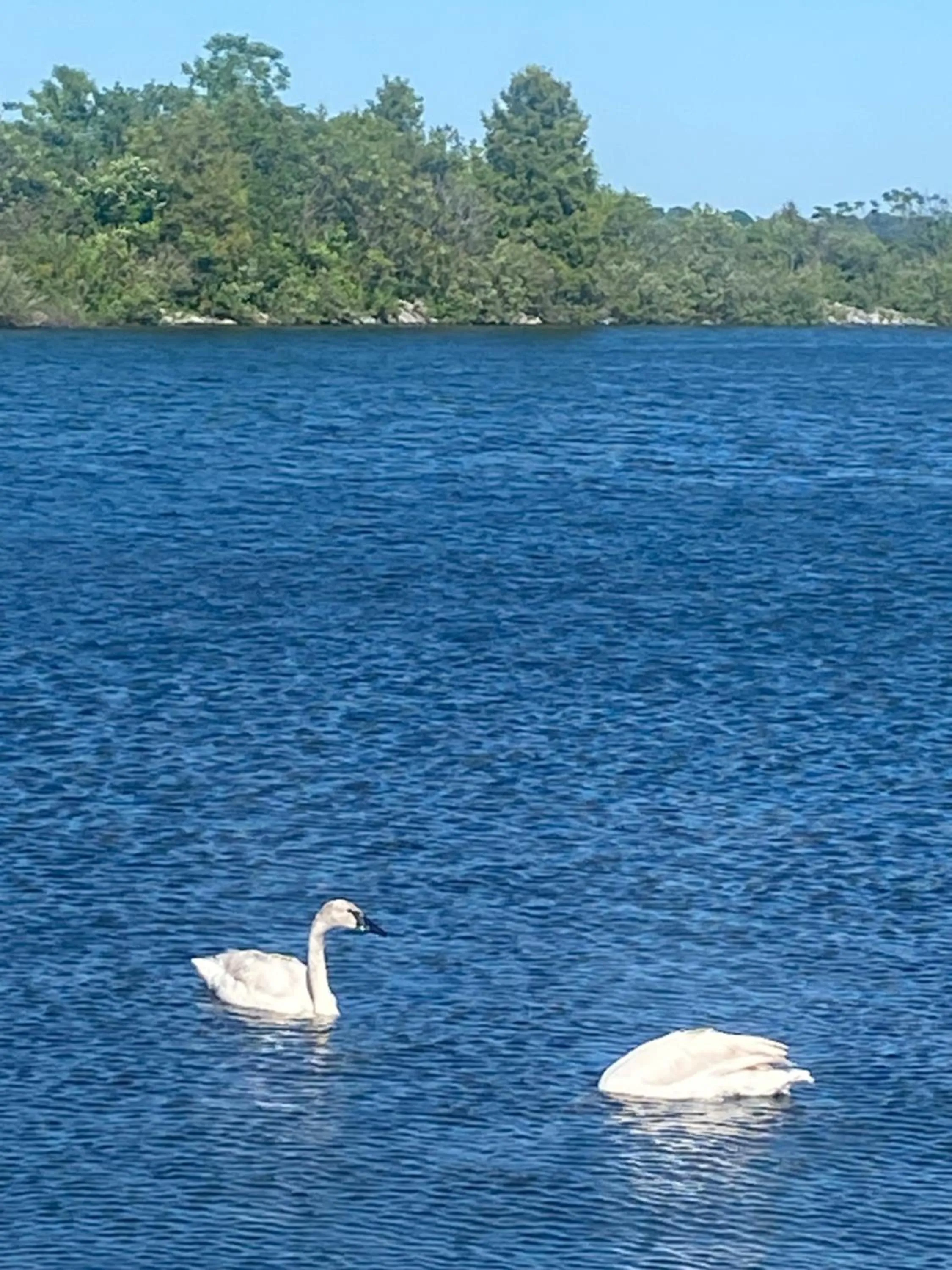 Natural landscape in Blue Spruce Bed and Breakfast Muskoka