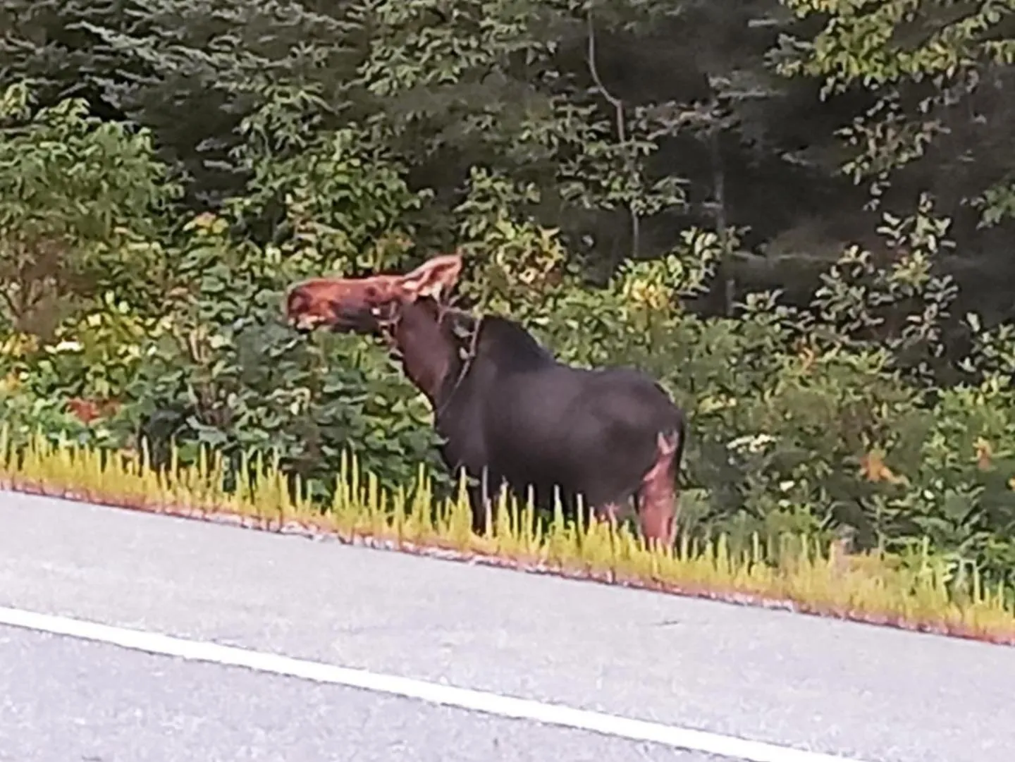 Natural landscape in Blue Spruce Bed and Breakfast Muskoka