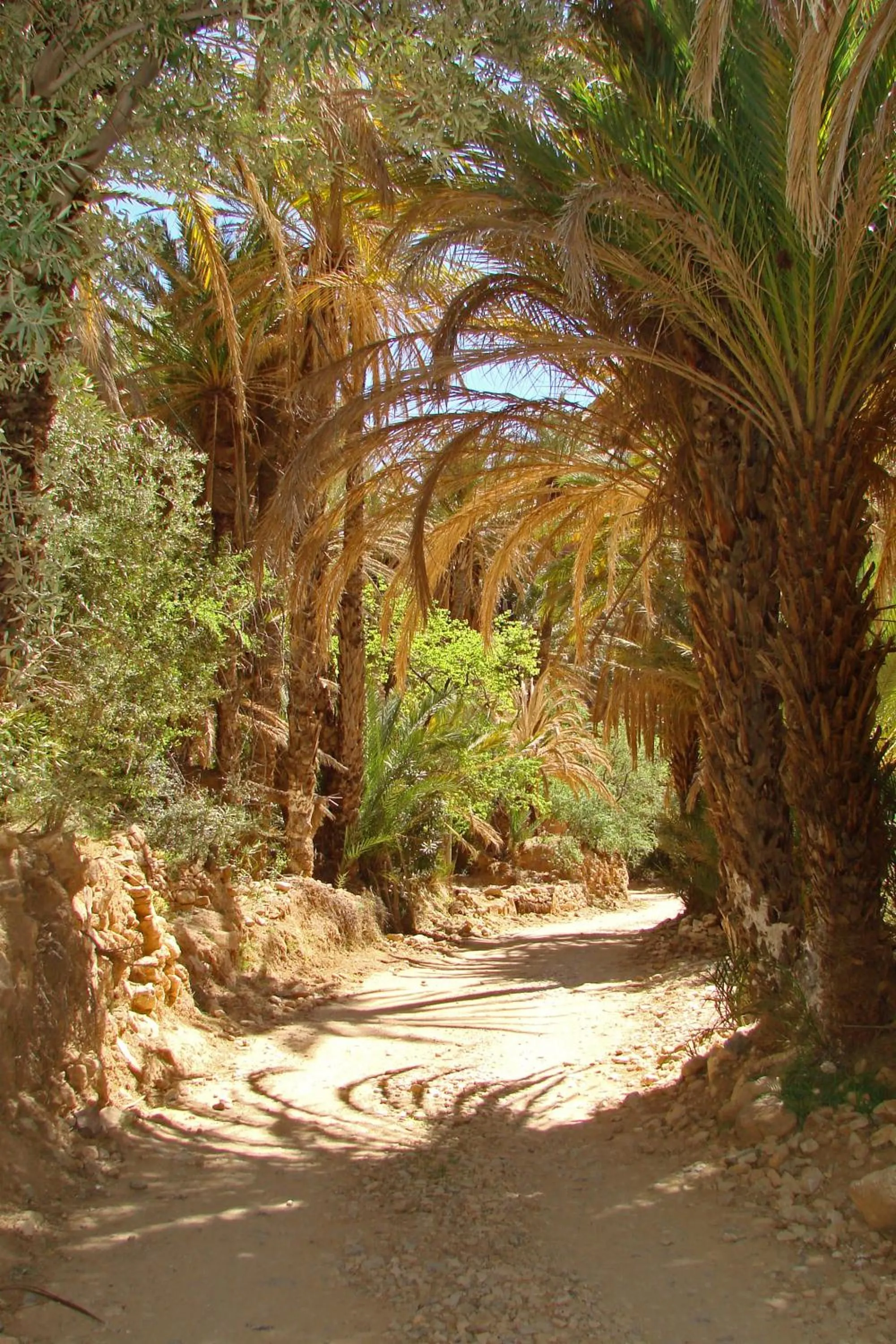 Area and facilities in Tizourgane Kasbah