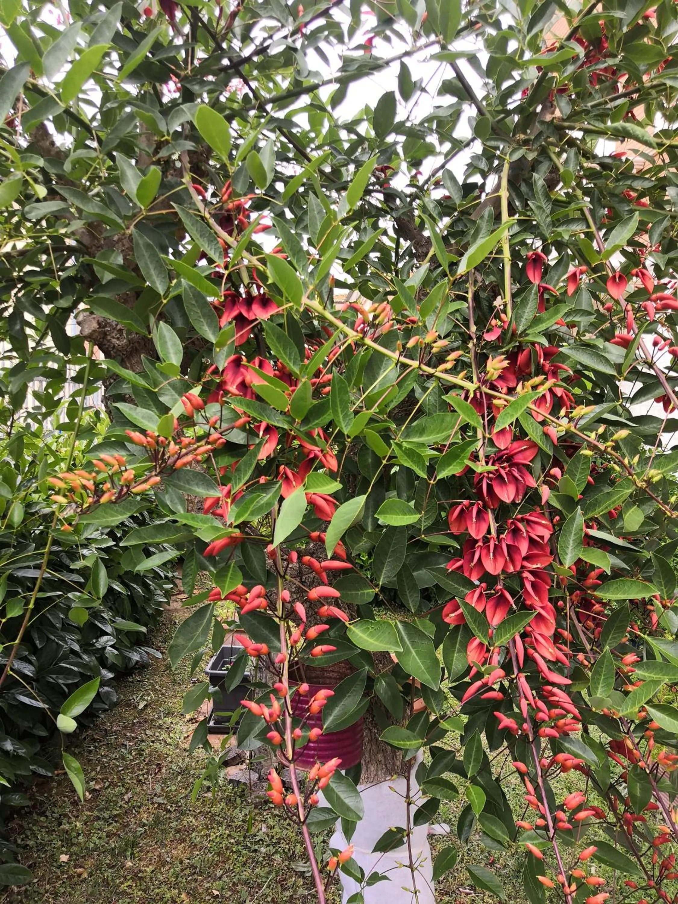 Garden in Appartamenti Villa Ancora