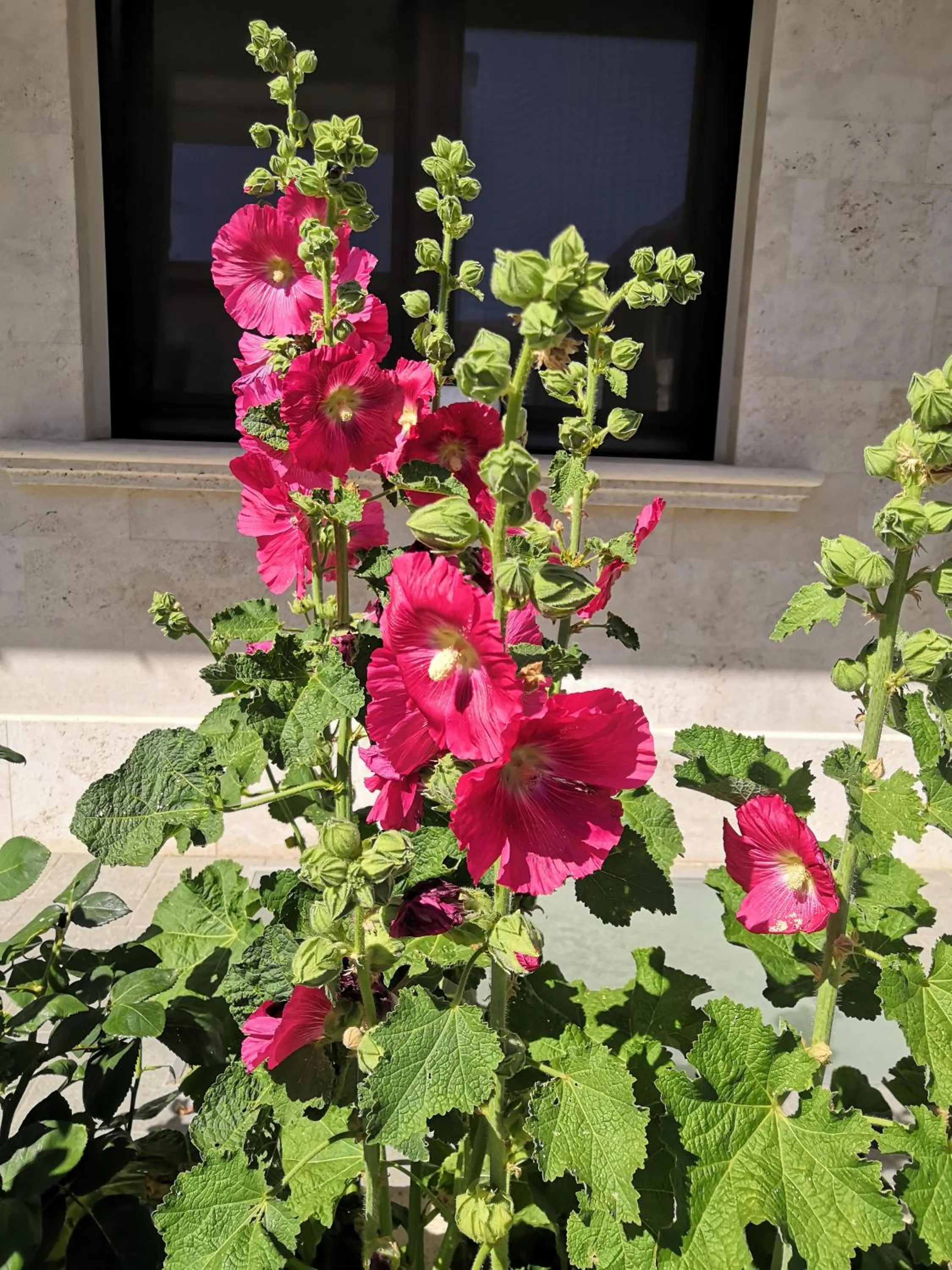Garden in Appartamenti Villa Ancora