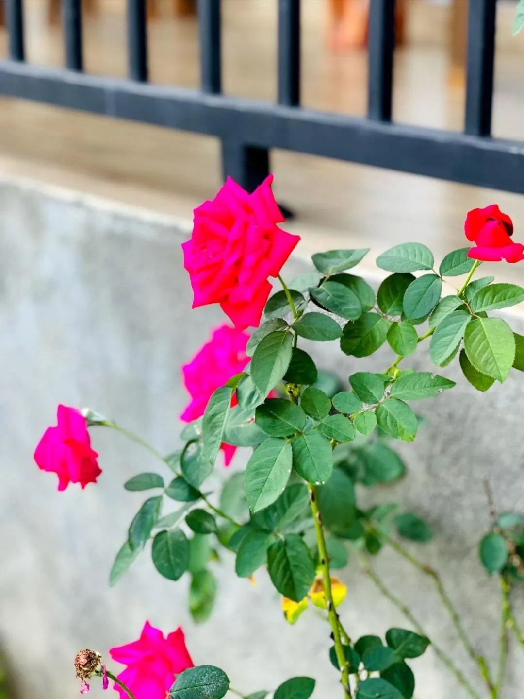 Garden in Two Rock Vista