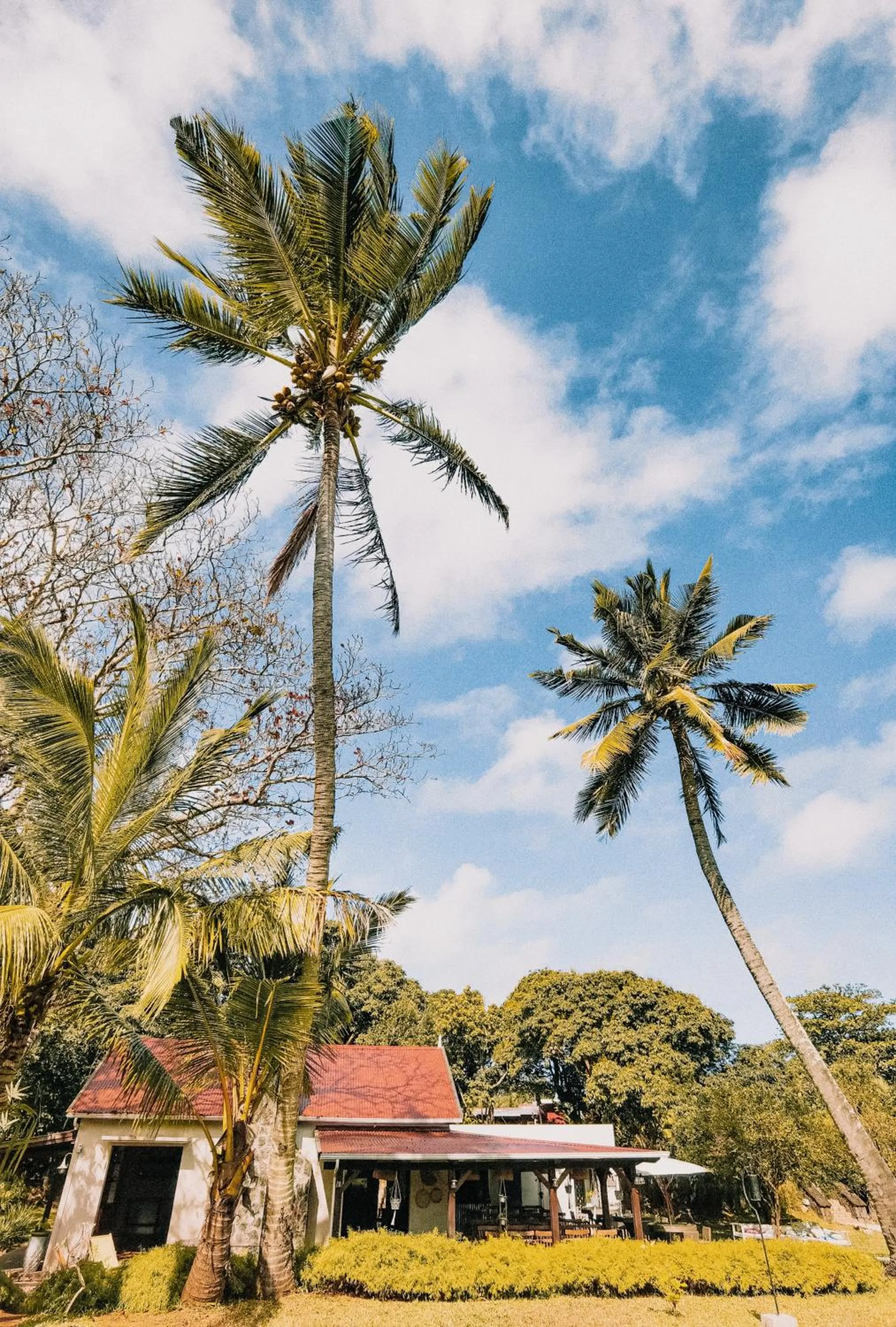 Garden in Kaz'alala Hosted B&B