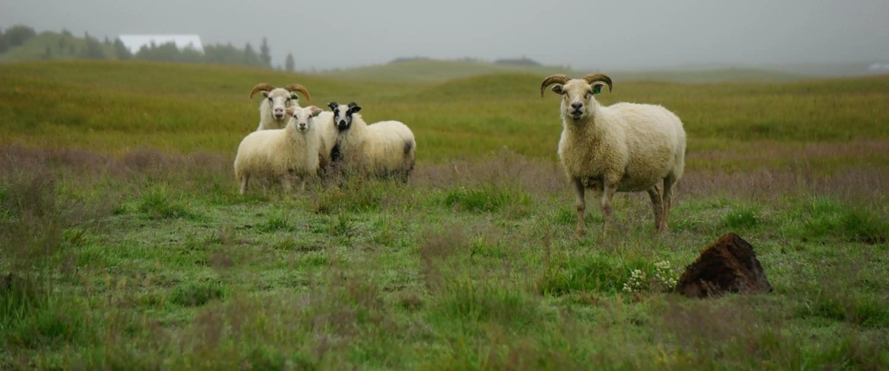 Animals in Landhotel