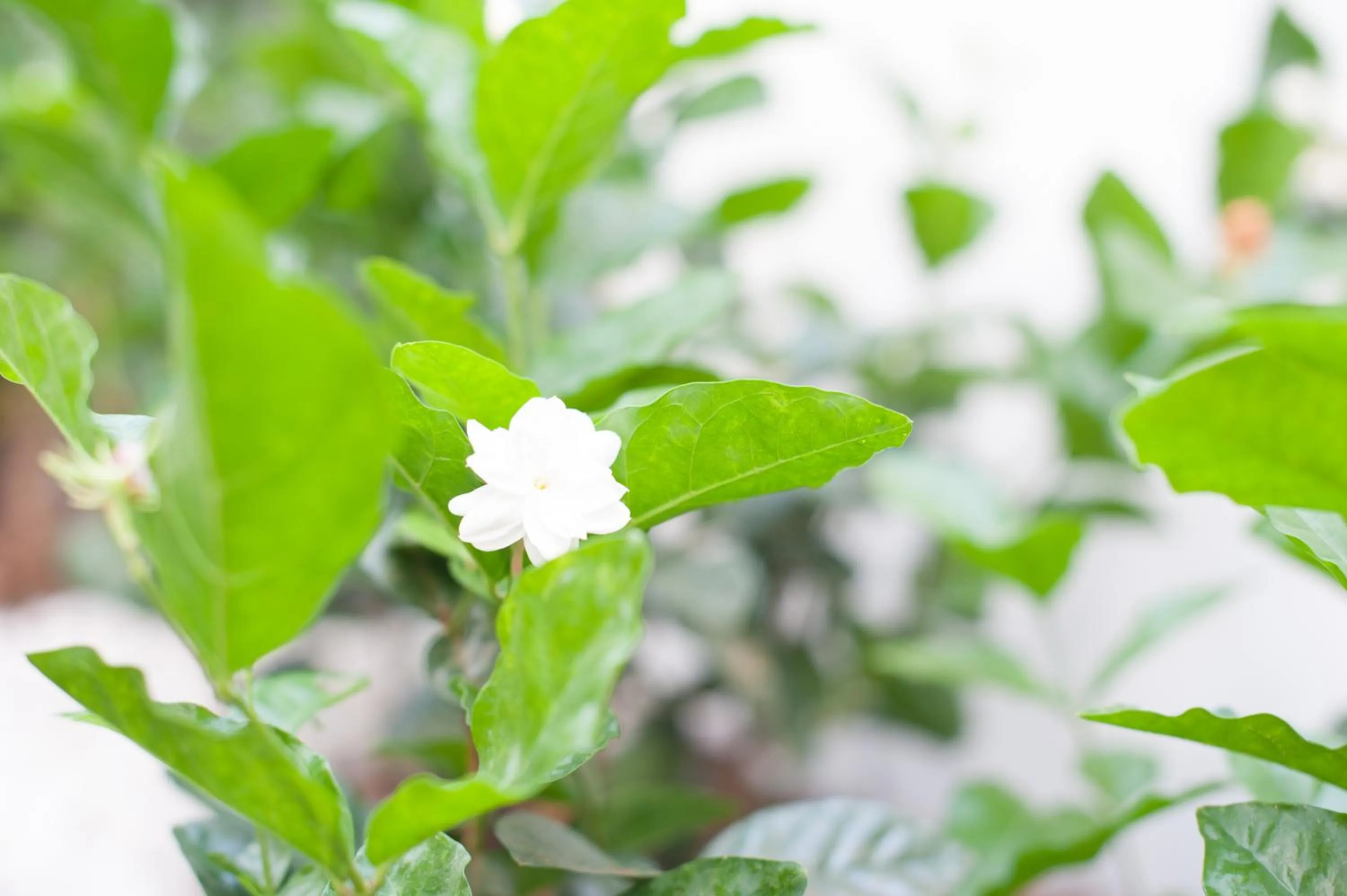 Garden in Baan Ploy In