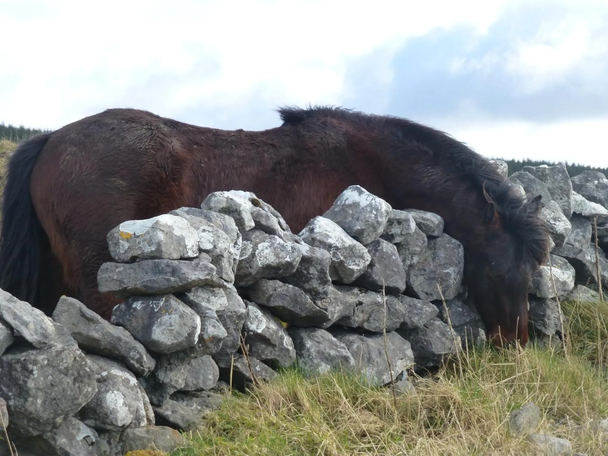 Horse-riding in Rathbaun Hotel