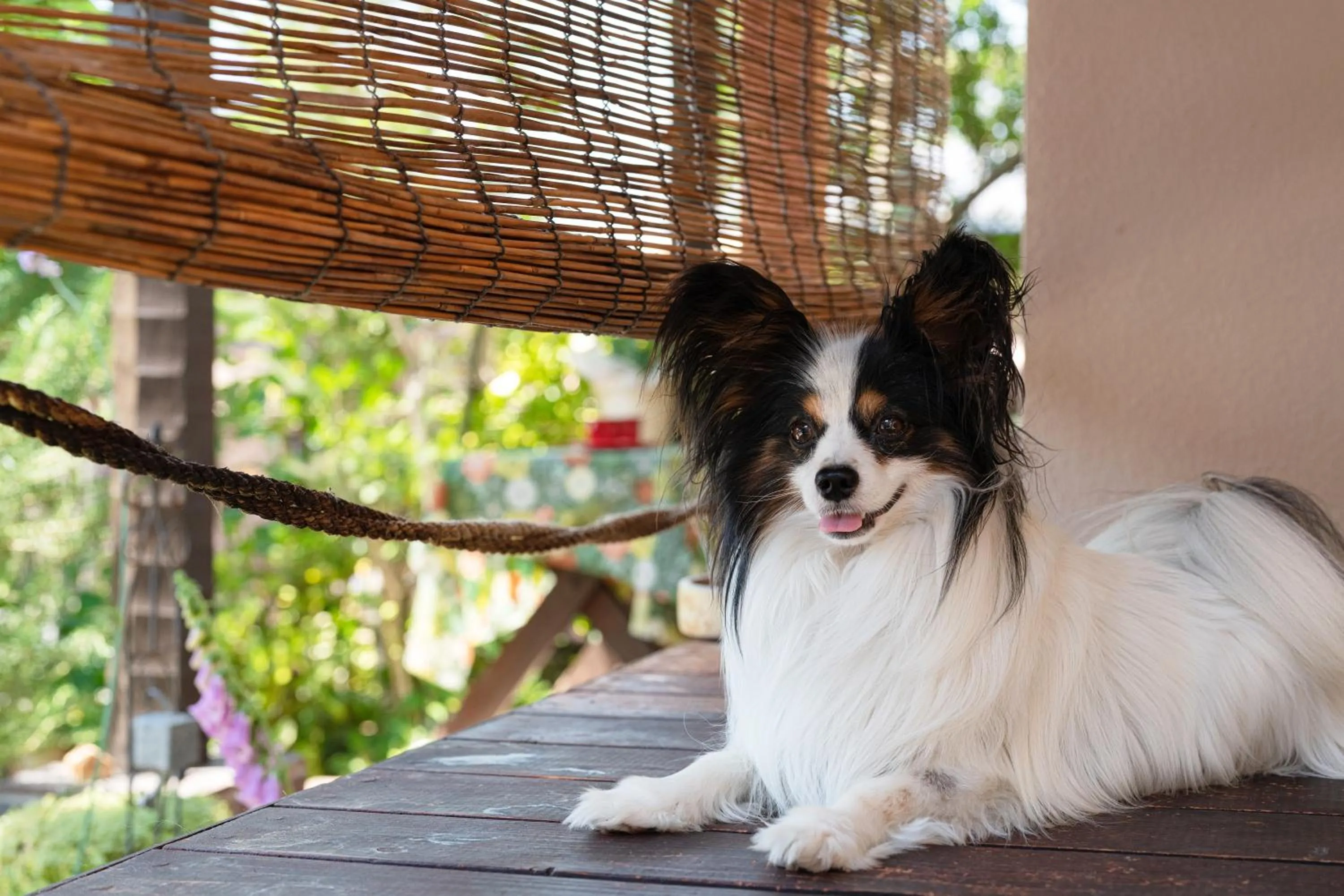 Pets in AbbeyRoad Inn Seika