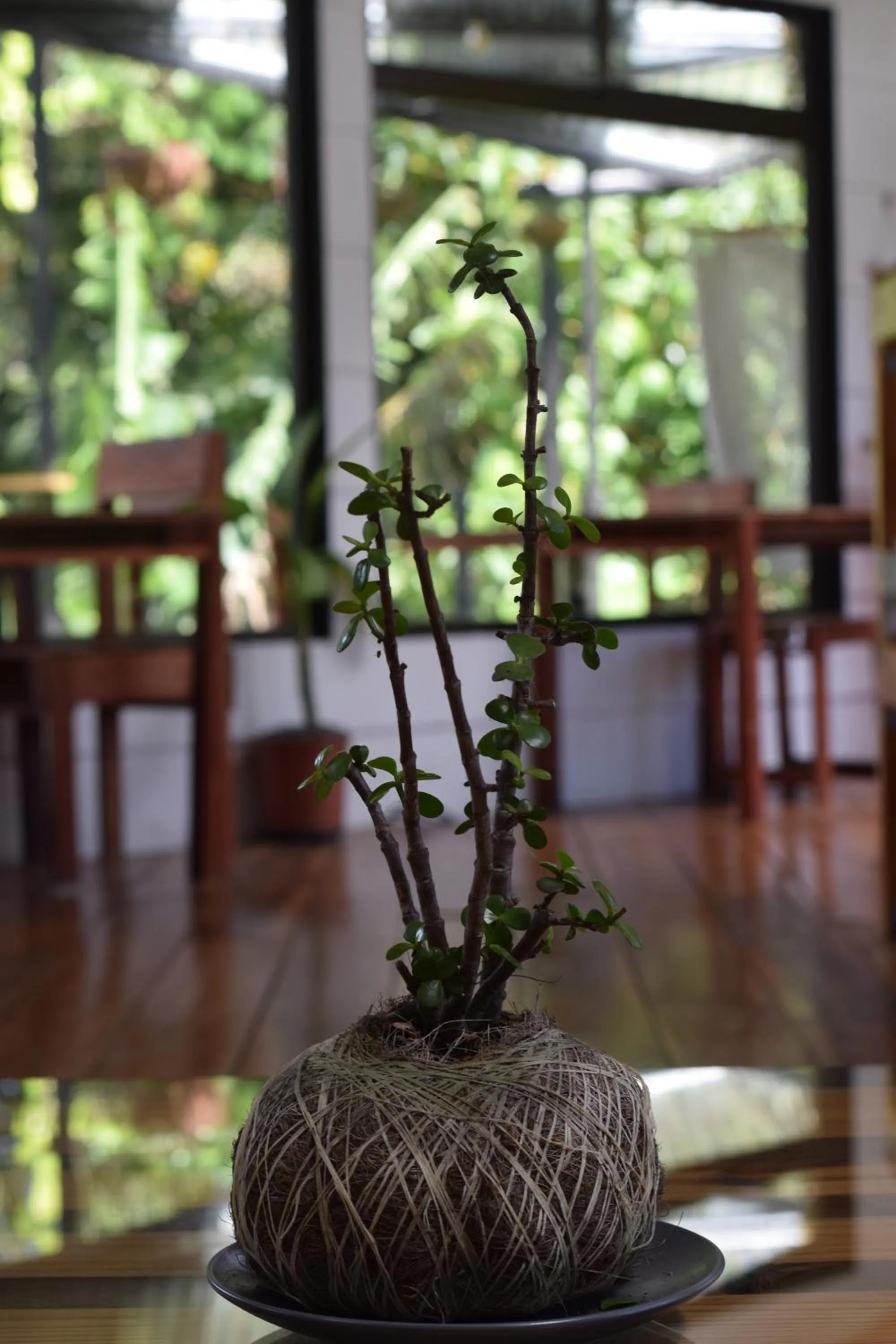 Garden in OutBox Inn