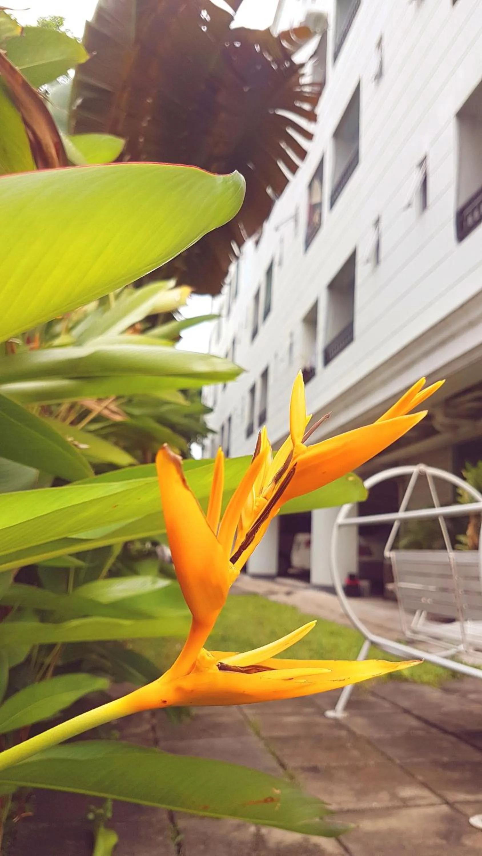 Garden in THE 20 @Sukhumvit 77