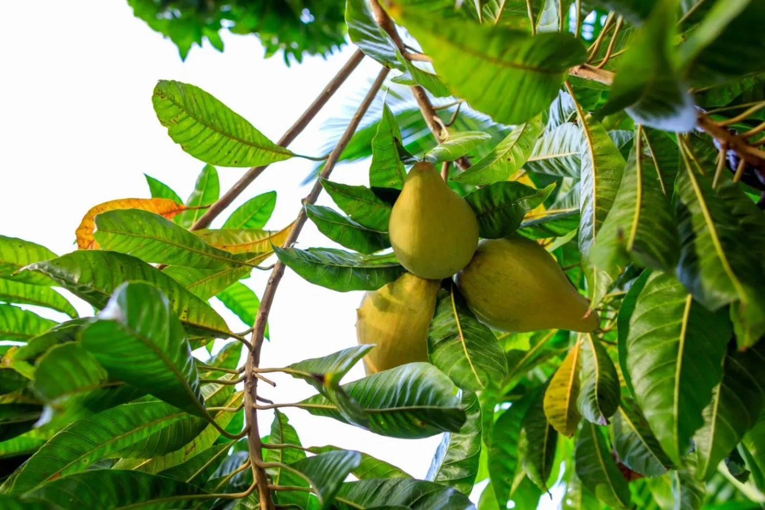 Garden in Bang Po Garden
