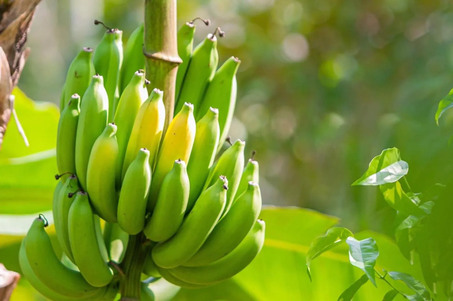 Garden in Bang Po Garden
