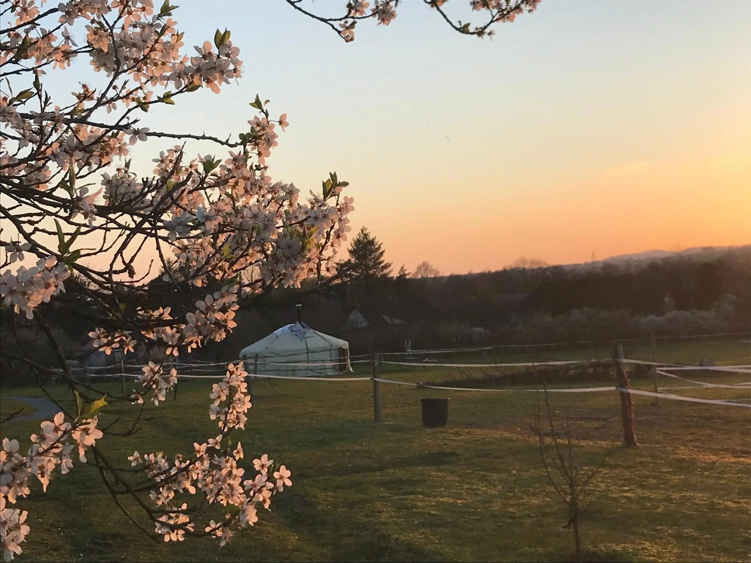 Garden in Yourte Mongole