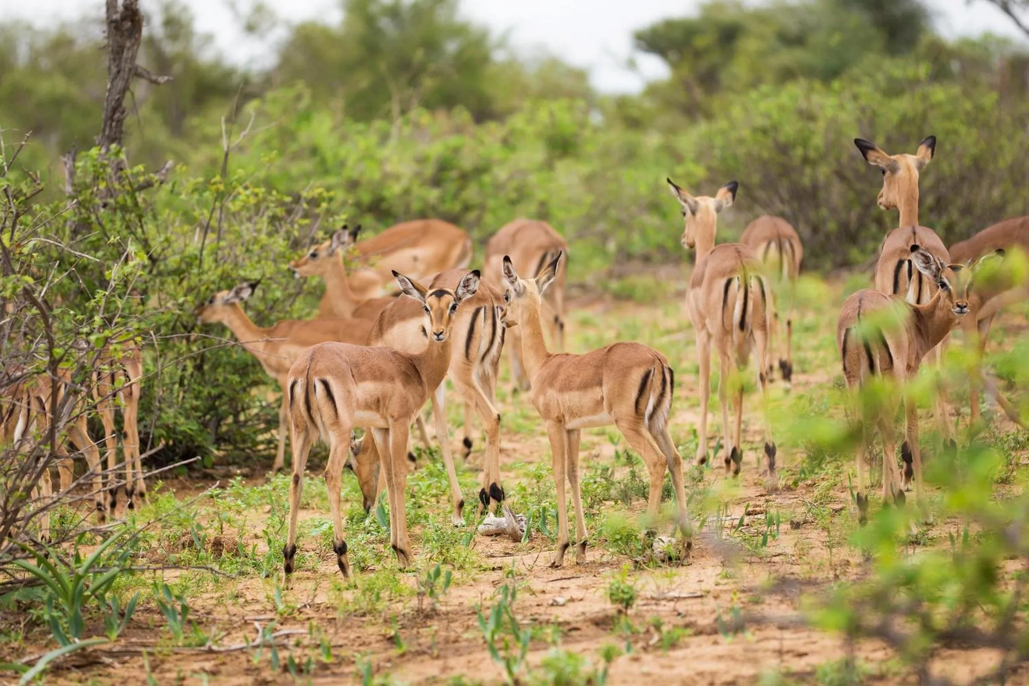 Animals in Klaserie Drift Misava