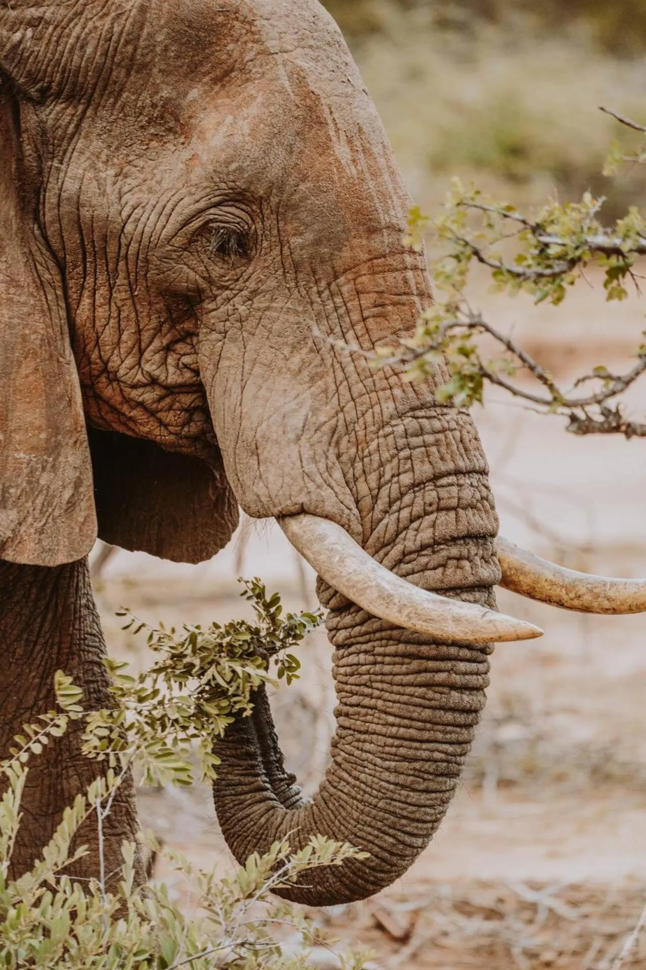 Animals in Klaserie Drift Misava