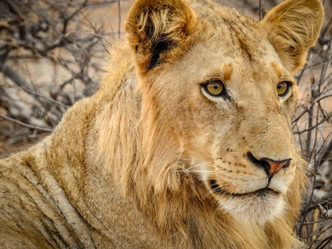 Animals in Klaserie Drift Misava