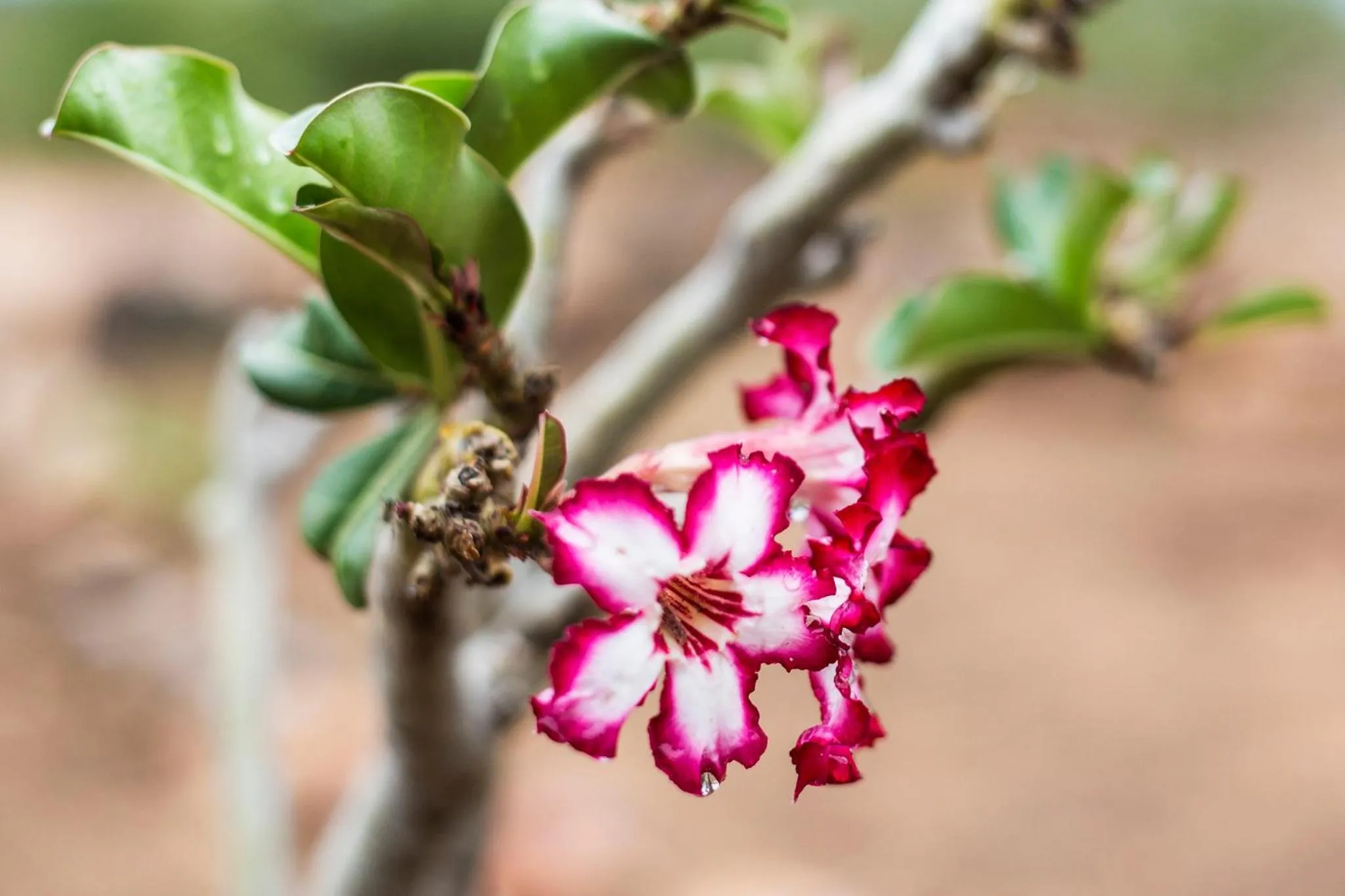 Natural landscape in Klaserie Drift Misava
