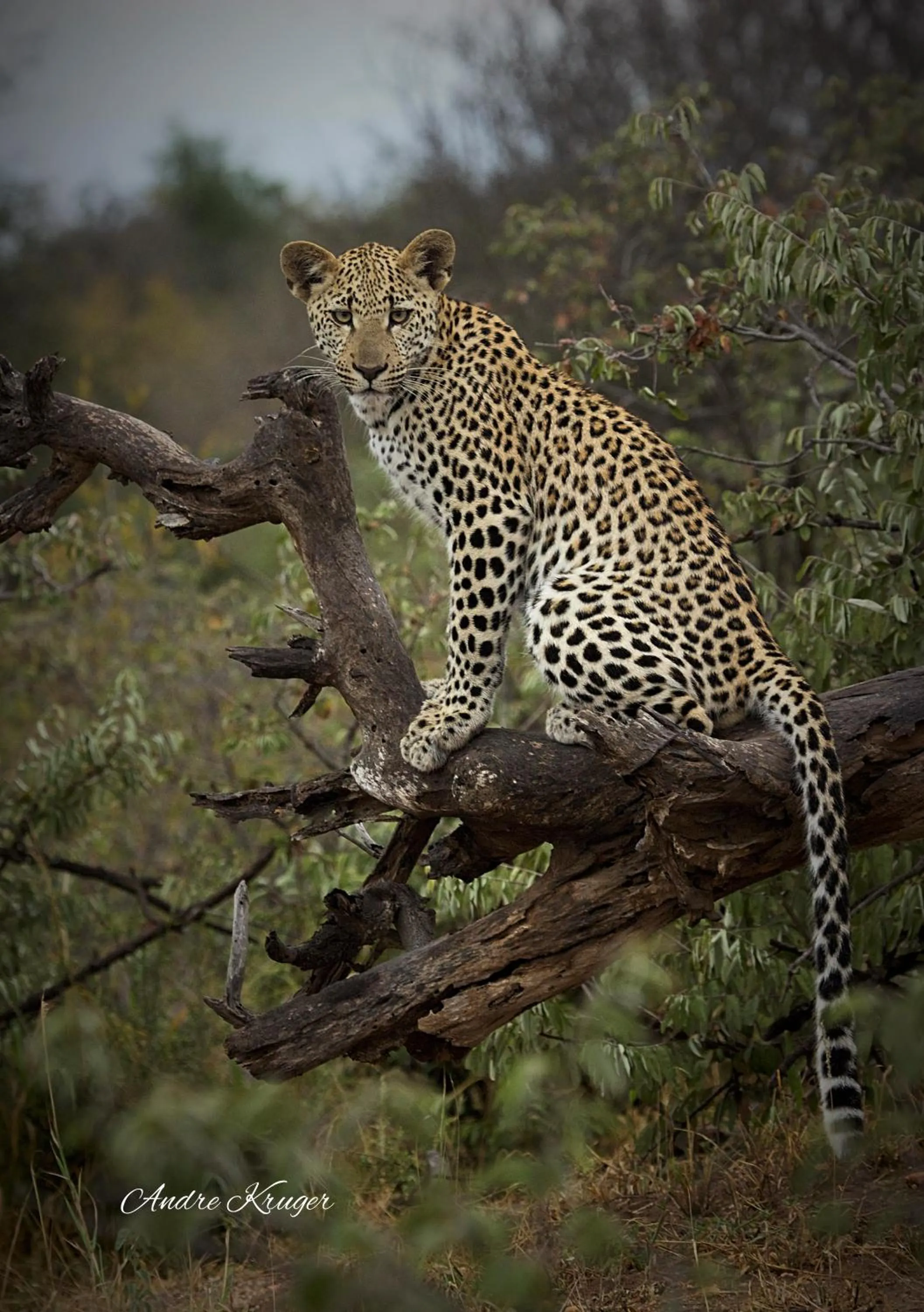 Animals in Klaserie Drift Misava