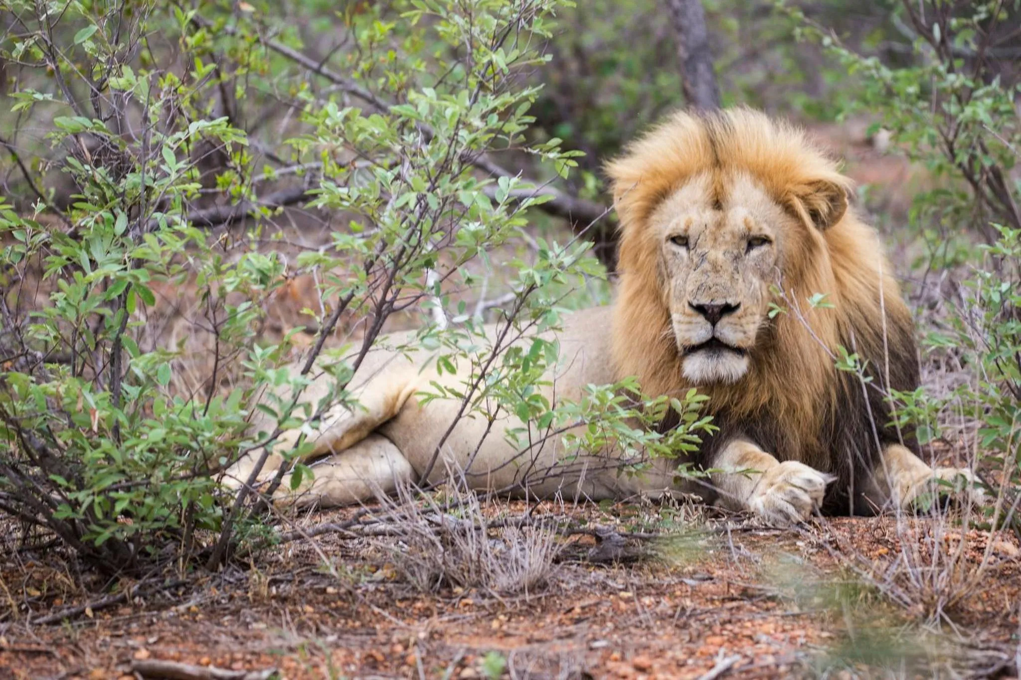 Animals in Klaserie Drift Misava