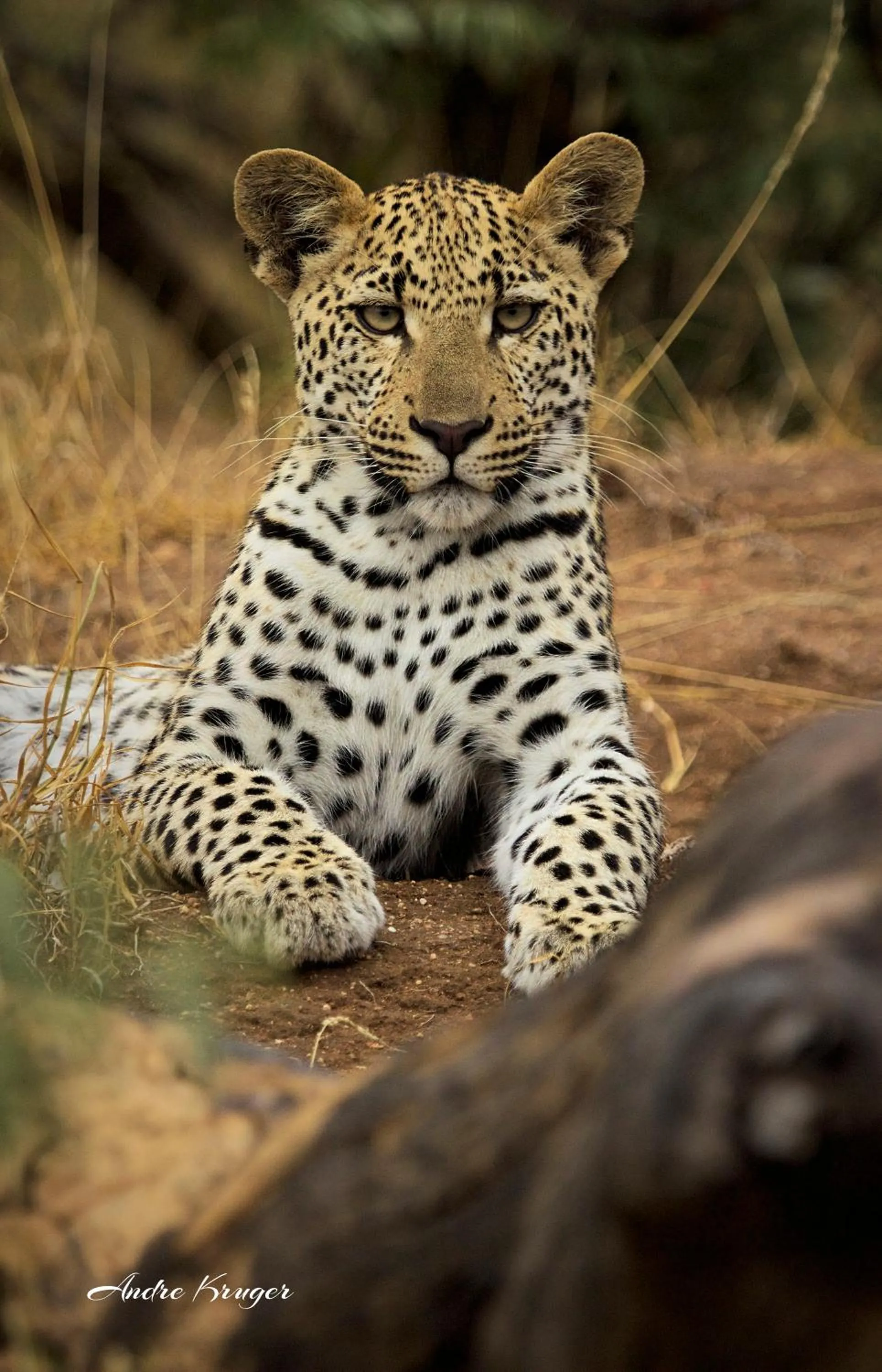 Animals in Klaserie Drift Misava