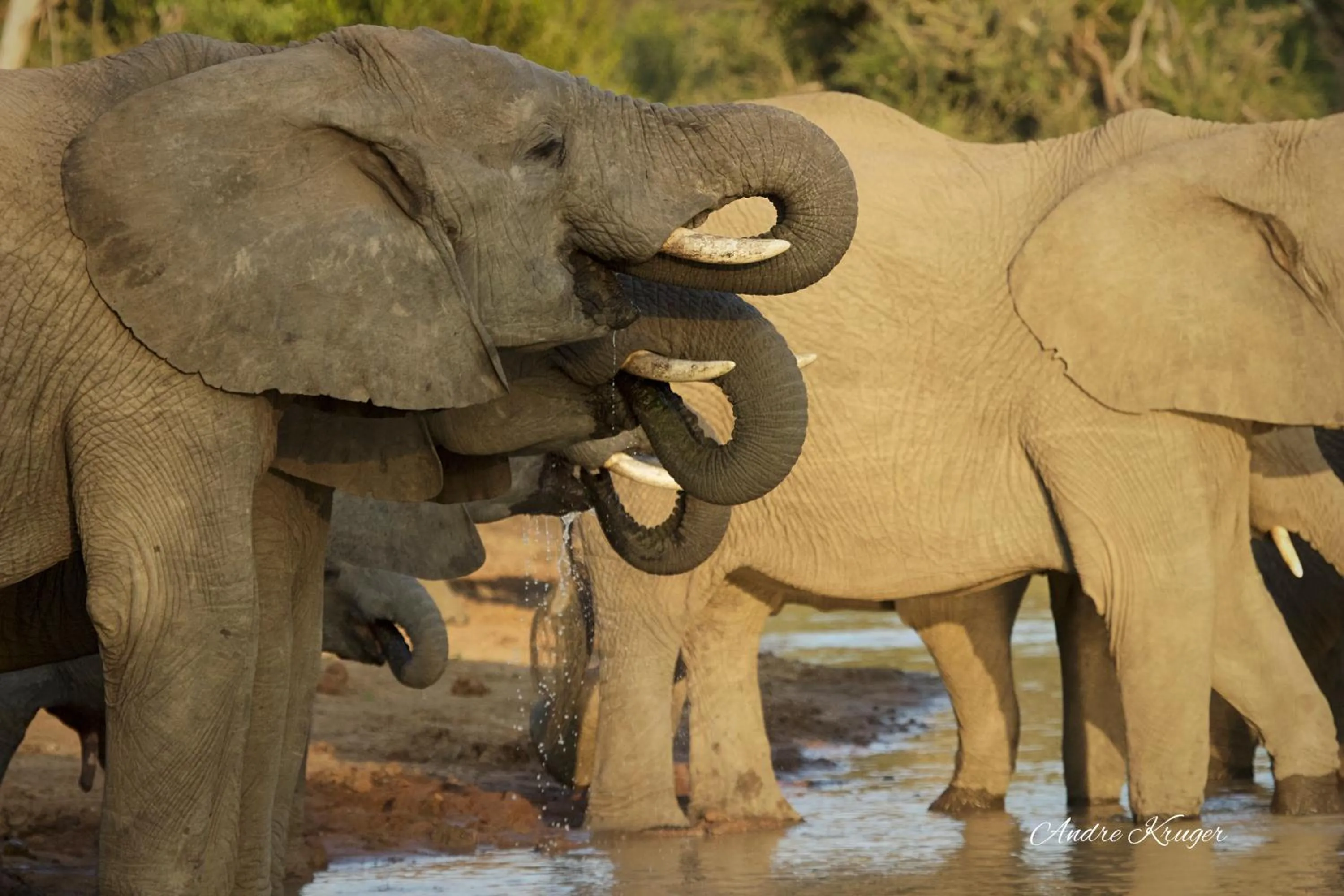 Animals in Klaserie Drift Misava