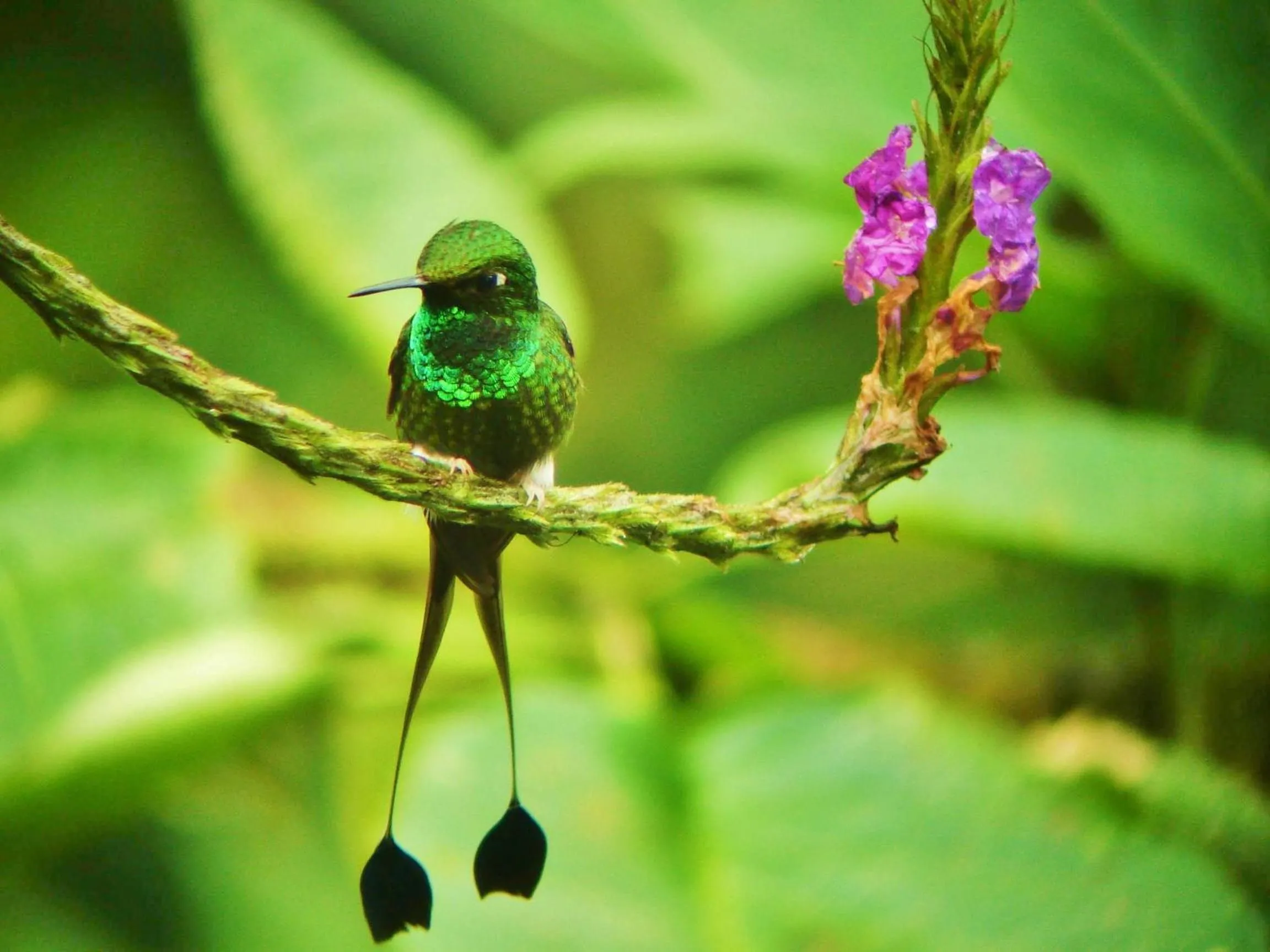 Animals in Mindo Garden Lodge and Wildlife Reserve